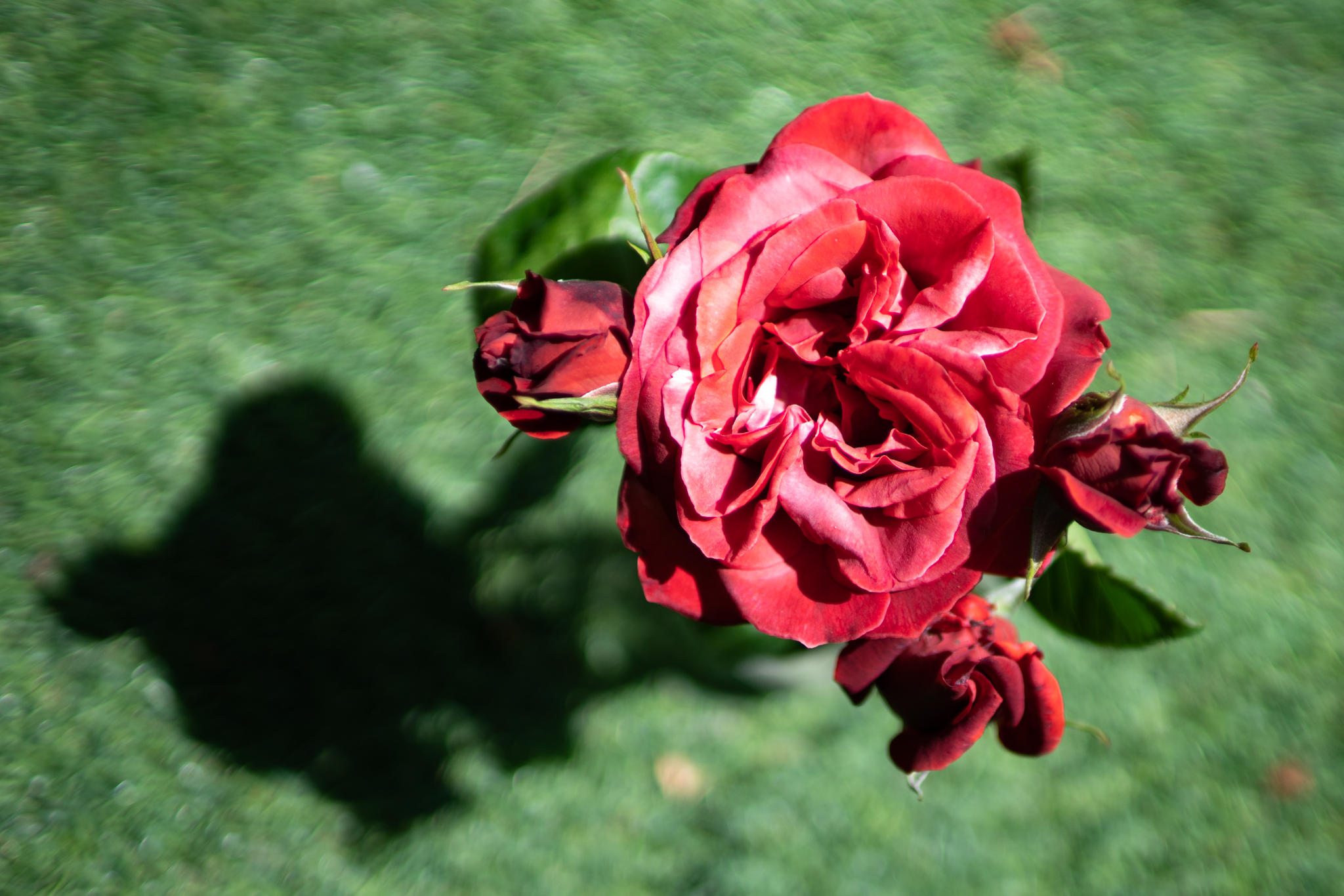 f:id:Paradisia:20200603181000j:plain