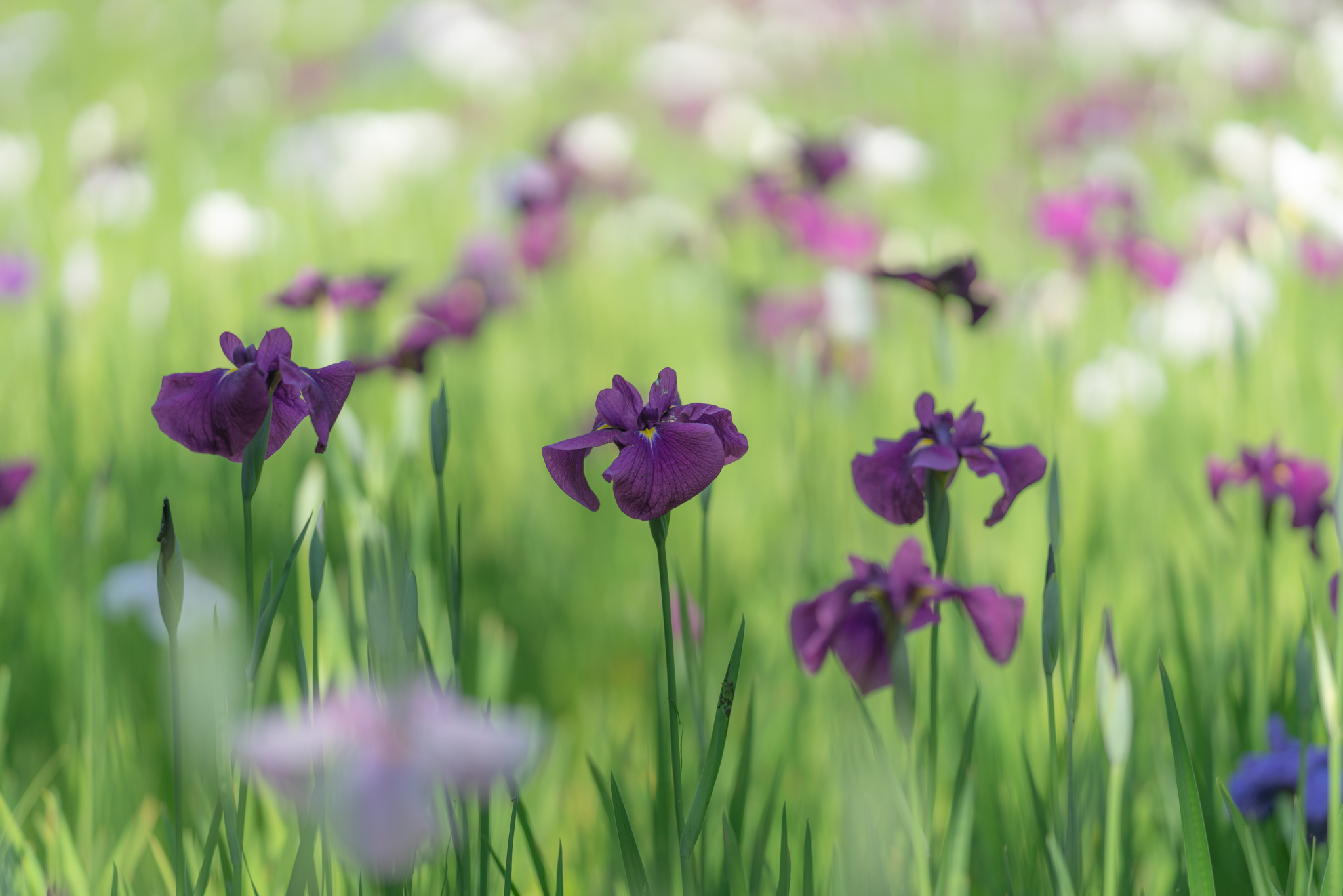 f:id:Paradisia:20200604104216j:plain f:id:Paradisia:20200604104216j:plain