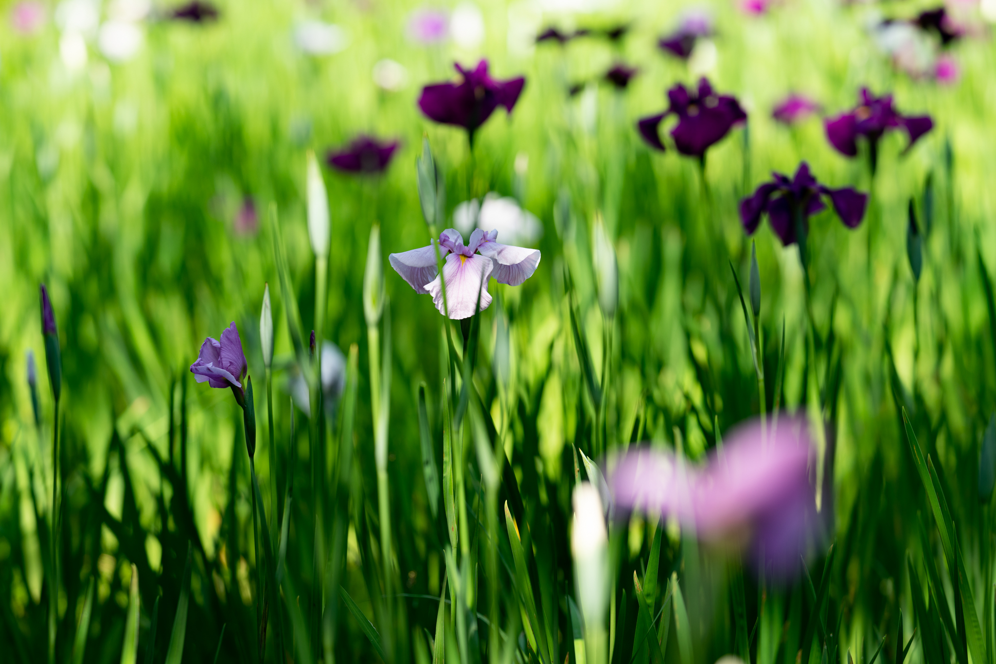 f:id:Paradisia:20200604104239j:plain f:id:Paradisia:20200604104239j:plain