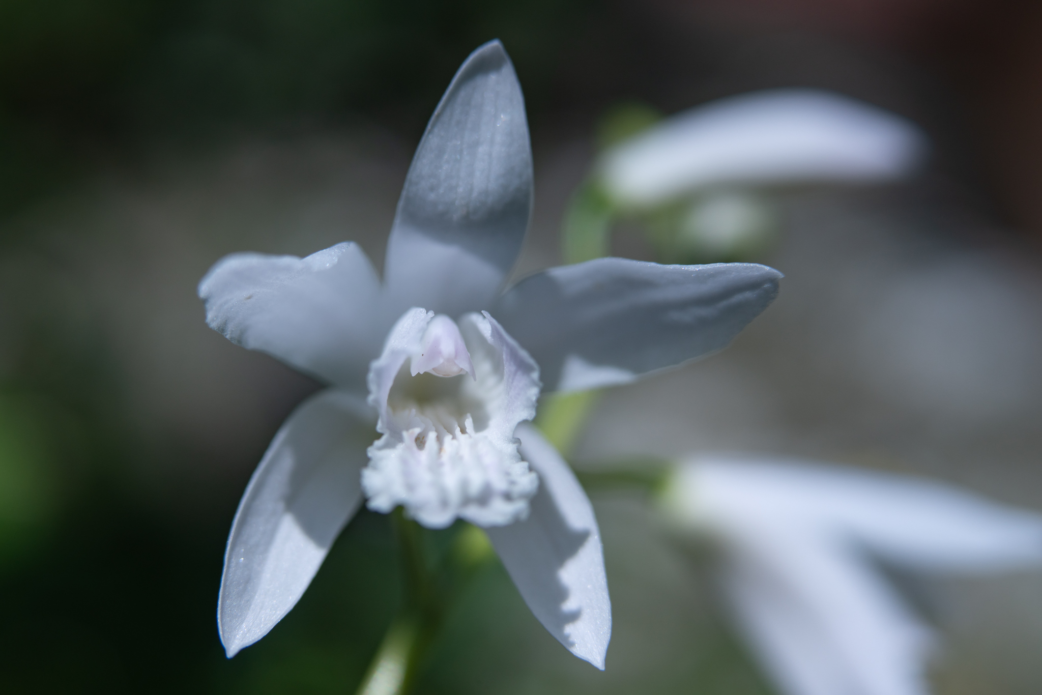 f:id:Paradisia:20200605074209j:plain f:id:Paradisia:20200605074209j:plain