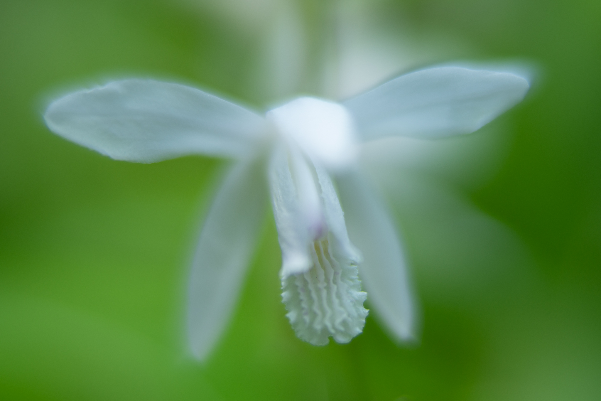 f:id:Paradisia:20200605074256j:plain f:id:Paradisia:20200605074256j:plain