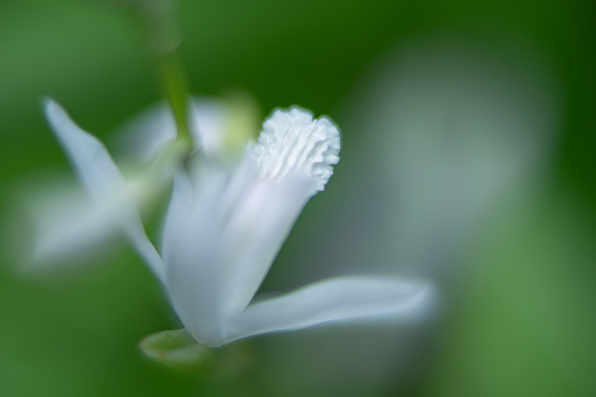 f:id:Paradisia:20200605074316j:plain f:id:Paradisia:20200605074316j:plain
