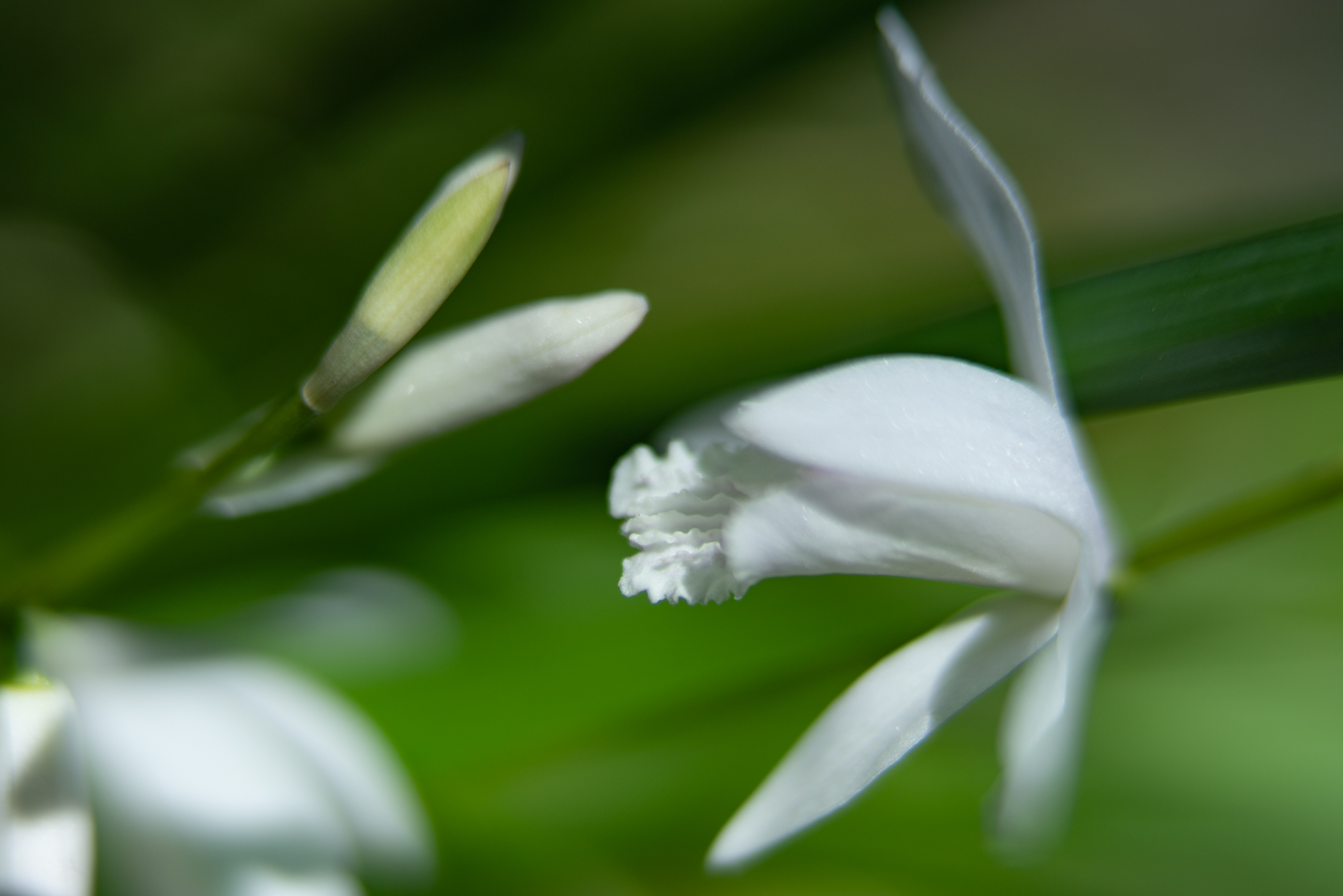 f:id:Paradisia:20200605074412j:plain f:id:Paradisia:20200605074412j:plain