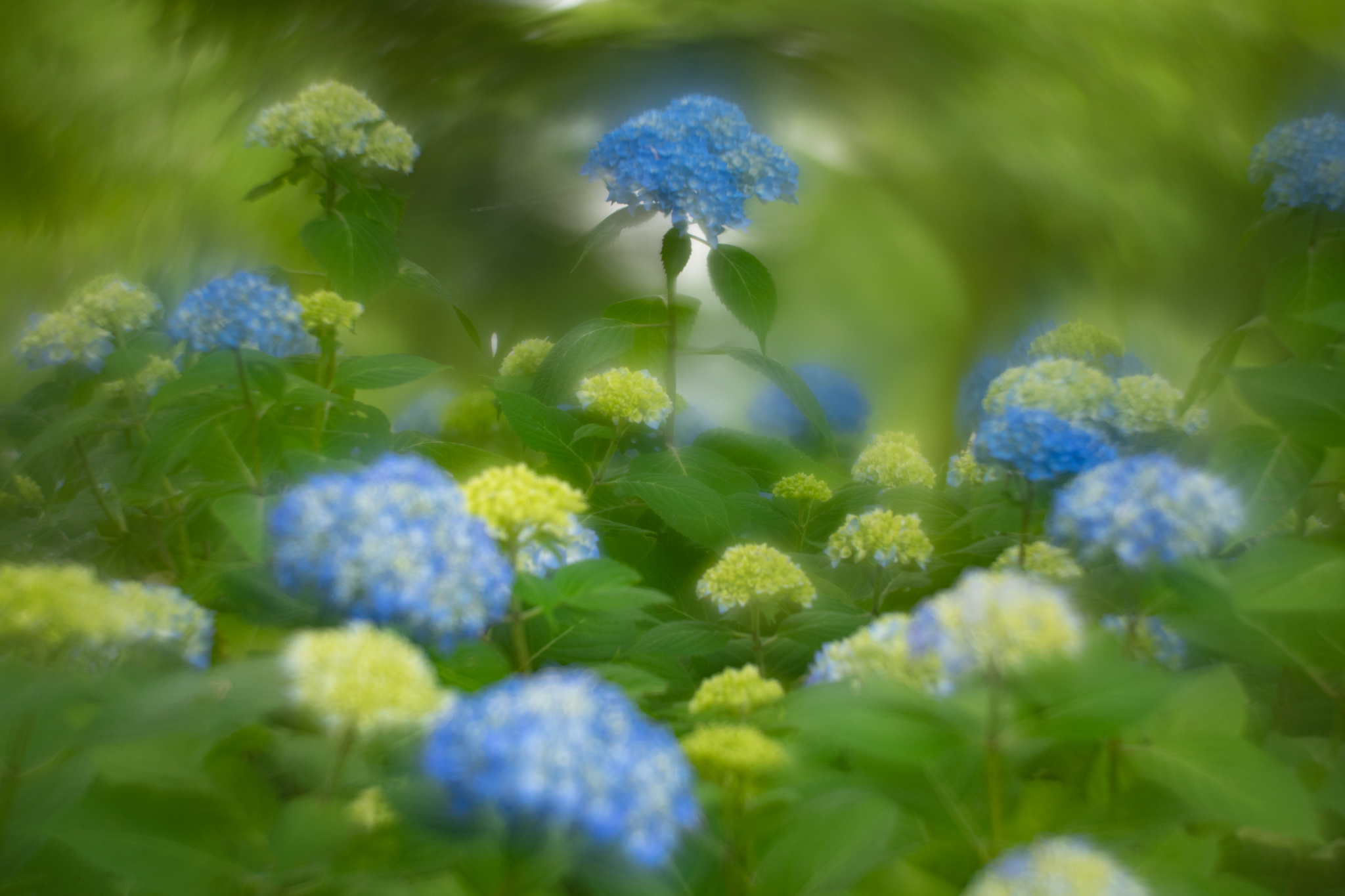 f:id:Paradisia:20200607154359j:plain