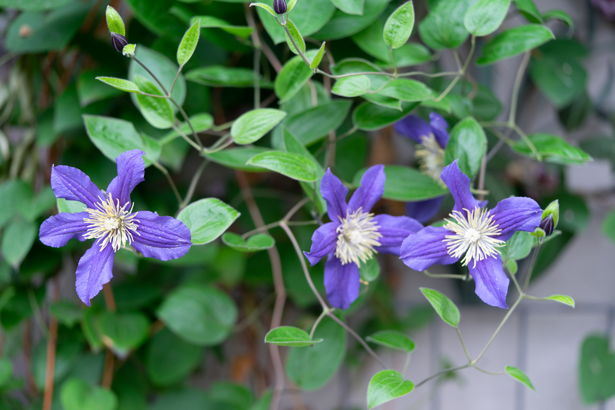 初夏の庭の花 - 光と風と薔薇と