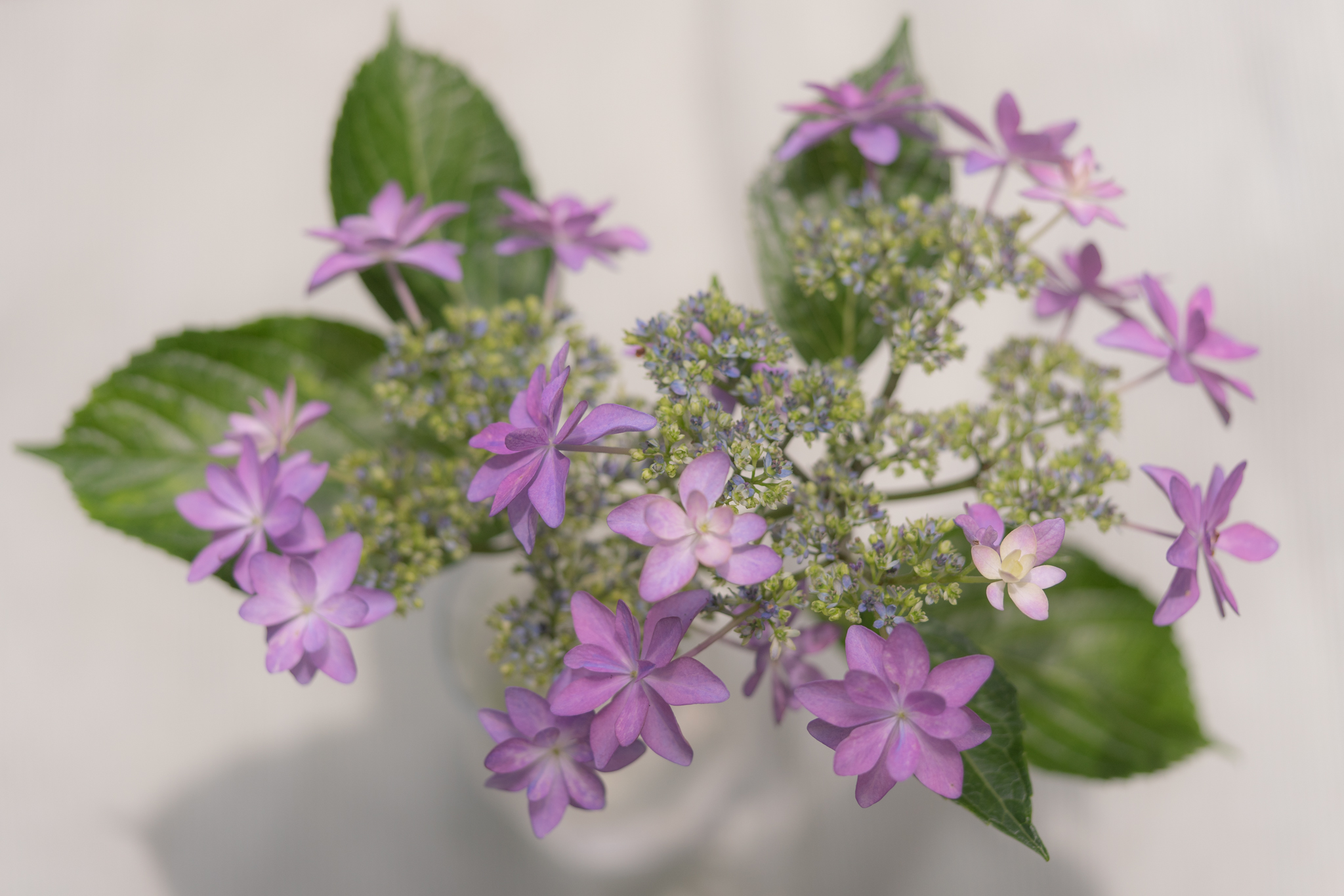 華やかなアジサイ ダンスパーティ 光と風と薔薇と