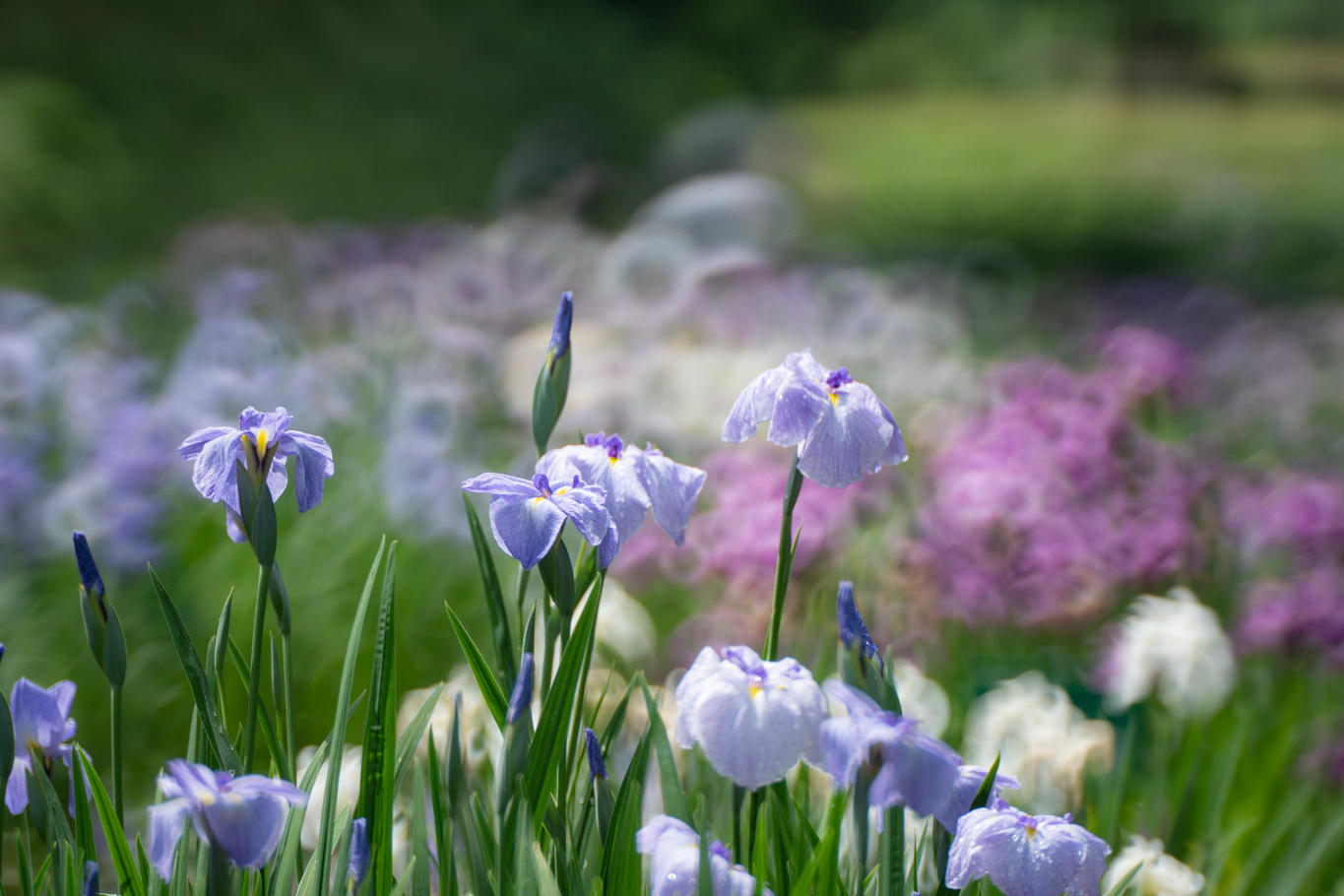 f:id:Paradisia:20200615175022j:plain f:id:Paradisia:20200615175022j:plain