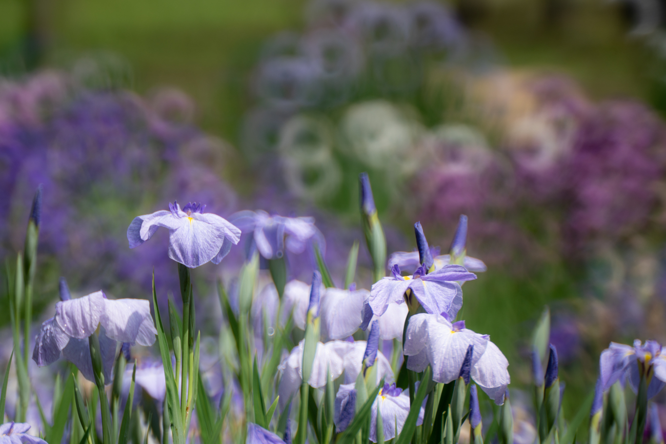 f:id:Paradisia:20200615175038j:plain f:id:Paradisia:20200615175038j:plain