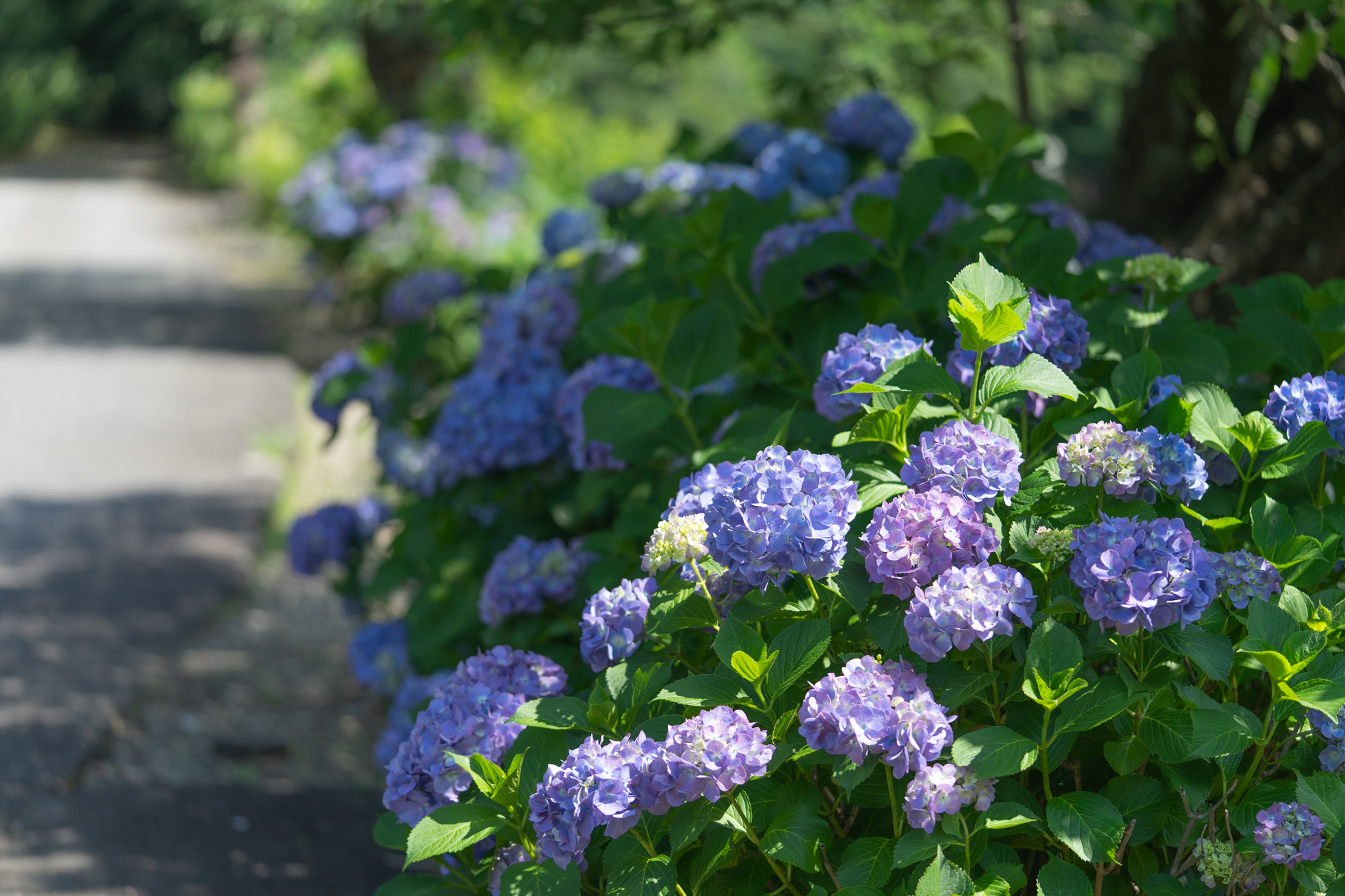 f:id:Paradisia:20200616125734j:plain f:id:Paradisia:20200616125734j:plain