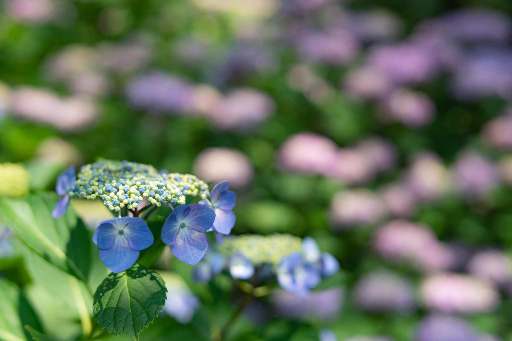 f:id:Paradisia:20200616125827j:plain f:id:Paradisia:20200616125827j:plain