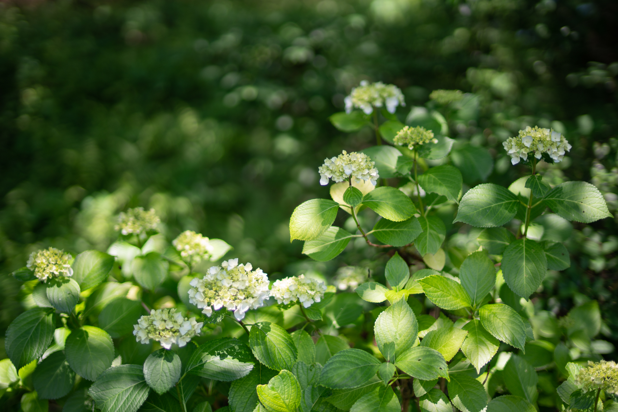 f:id:Paradisia:20200616125901j:plain f:id:Paradisia:20200616125901j:plain
