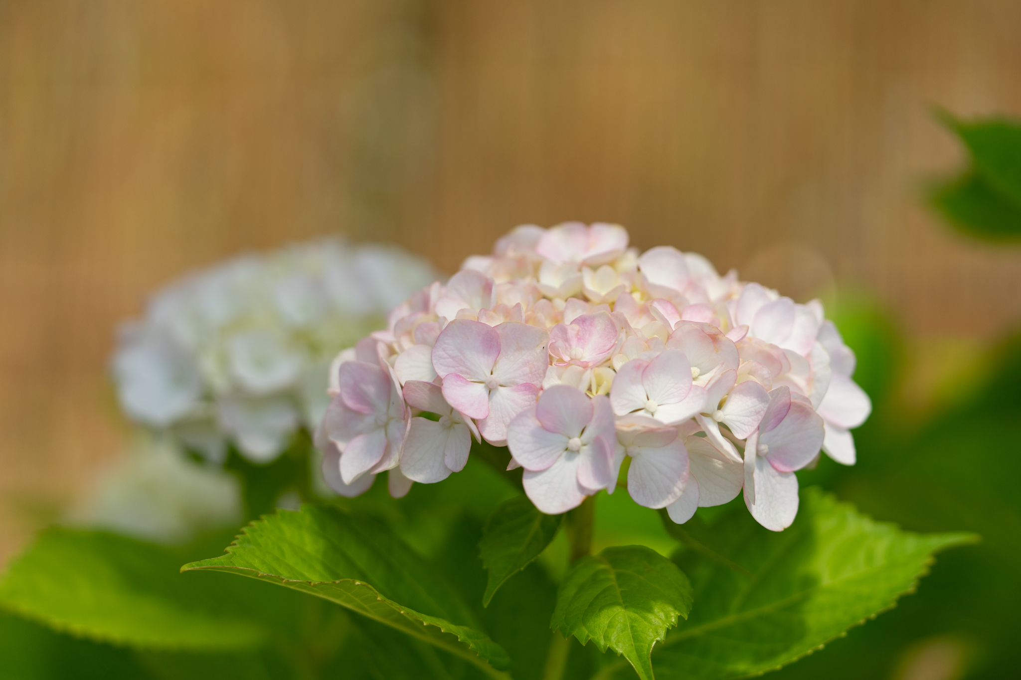 30 Off 八重咲きガクアジサイ 両性花も装飾花もとても細く珍しい 鉢花 アジサイ グリッターメイン 5号鉢 Saiyasune