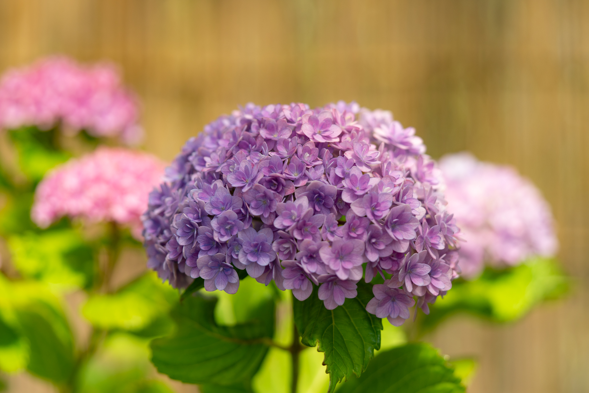 30 Off 八重咲きガクアジサイ 両性花も装飾花もとても細く珍しい 鉢花 アジサイ グリッターメイン 5号鉢 Saiyasune