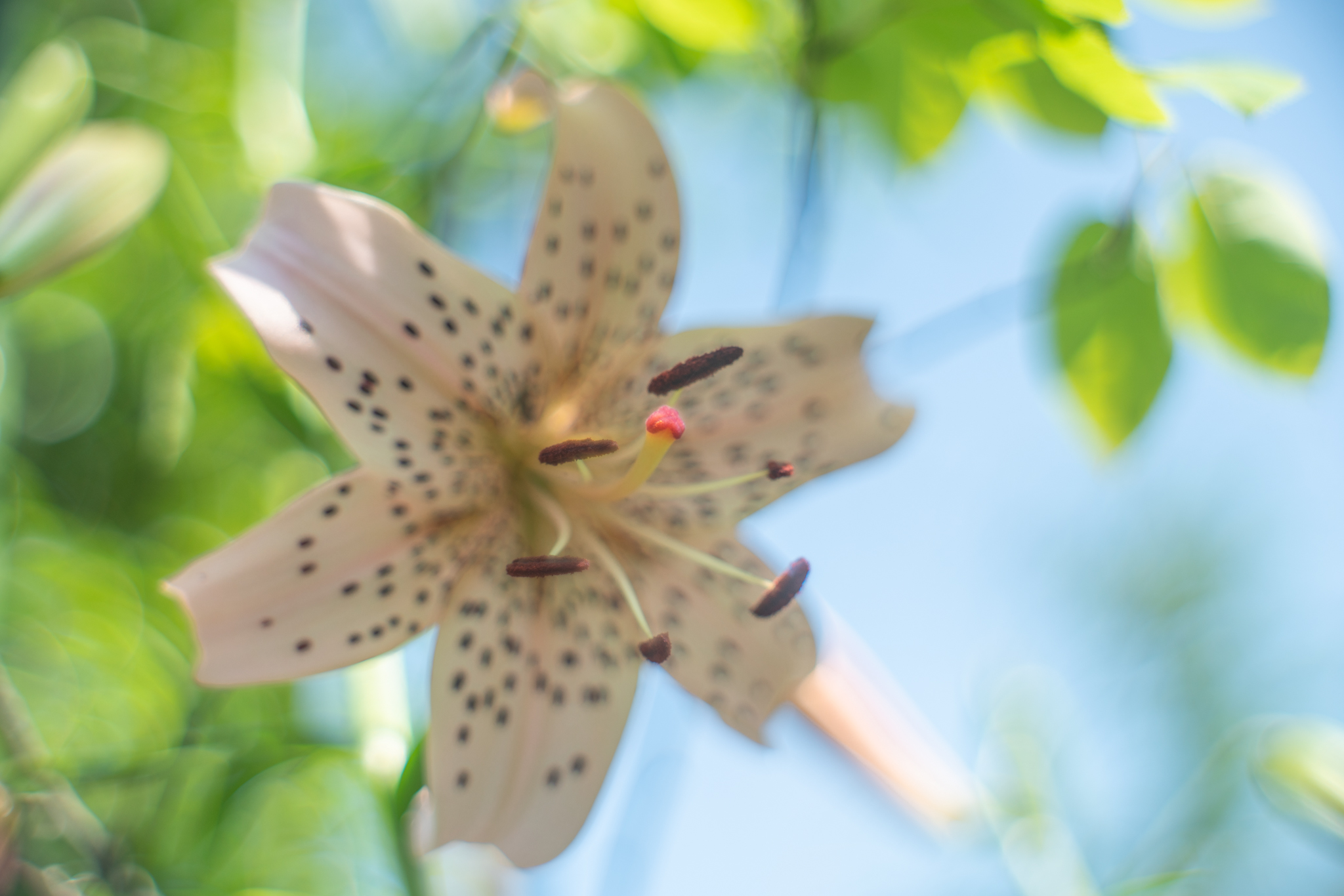 f:id:Paradisia:20200624172225j:plain f:id:Paradisia:20200624172225j:plain