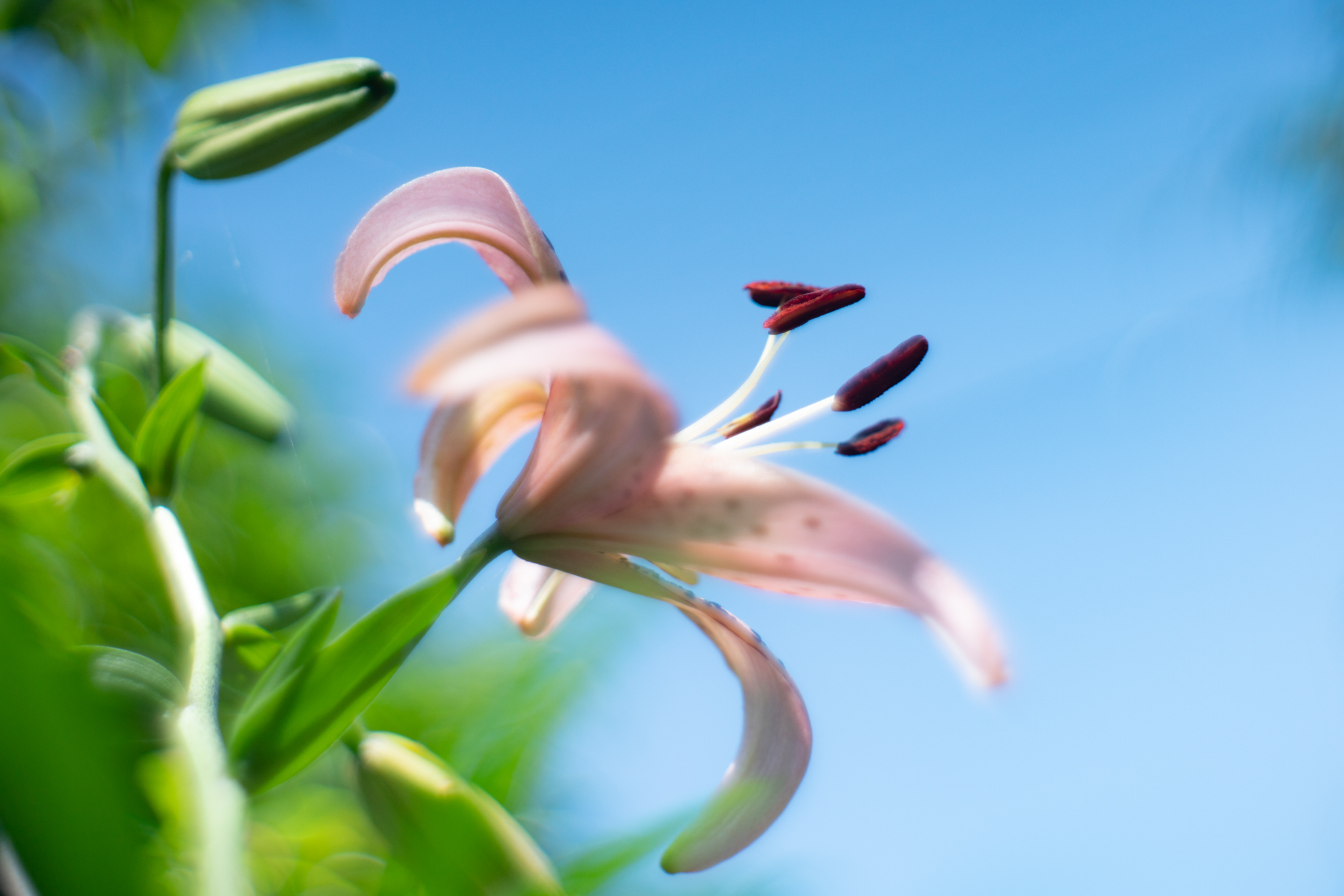 f:id:Paradisia:20200624172313j:plain f:id:Paradisia:20200624172313j:plain