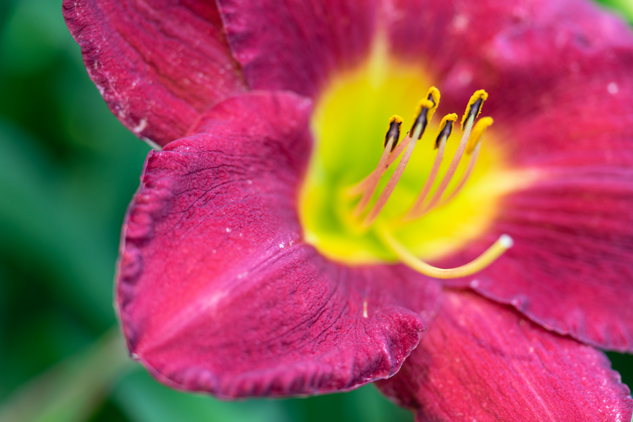 f:id:Paradisia:20200627071723j:plain