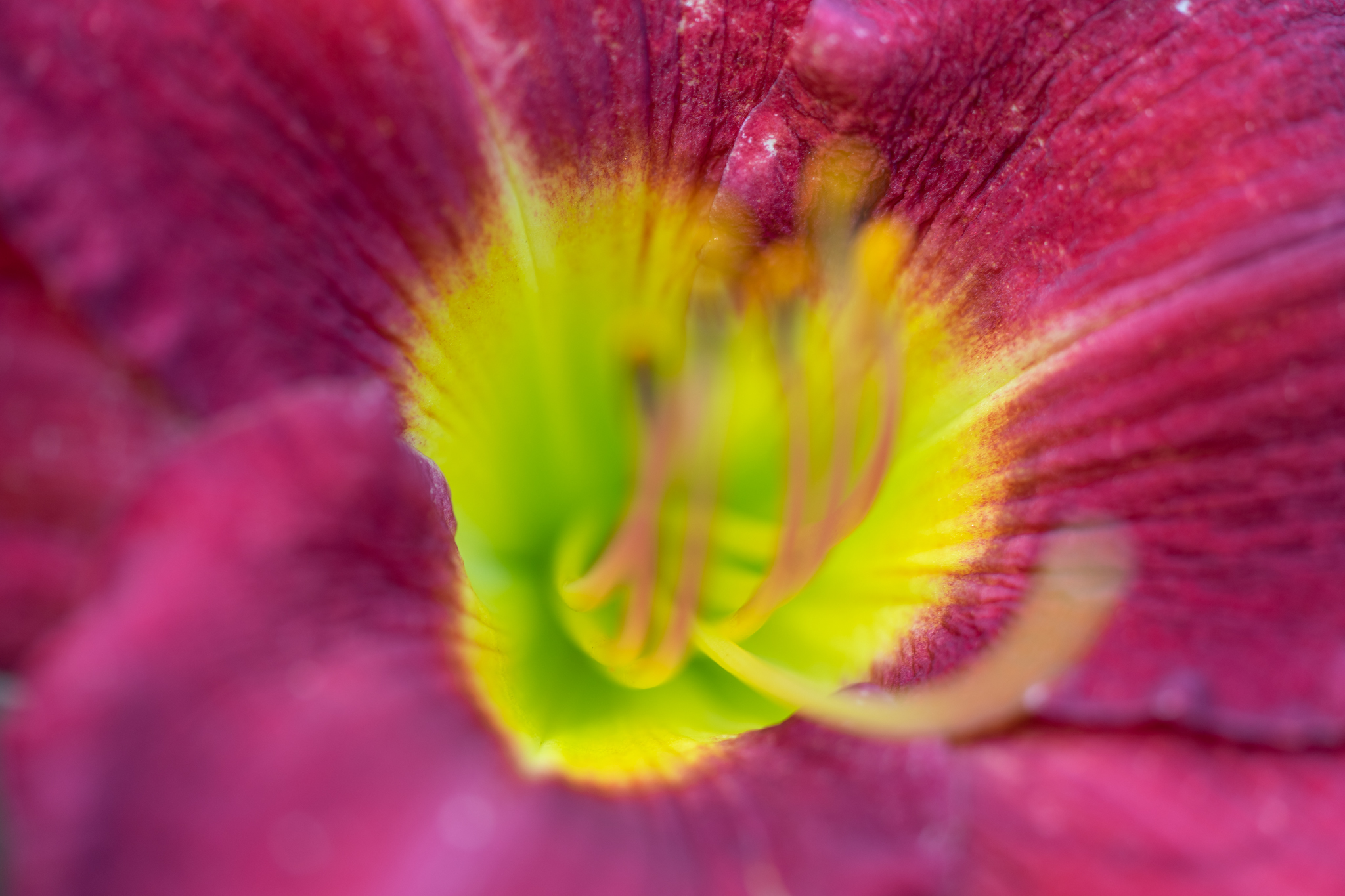 f:id:Paradisia:20200627071825j:plain
