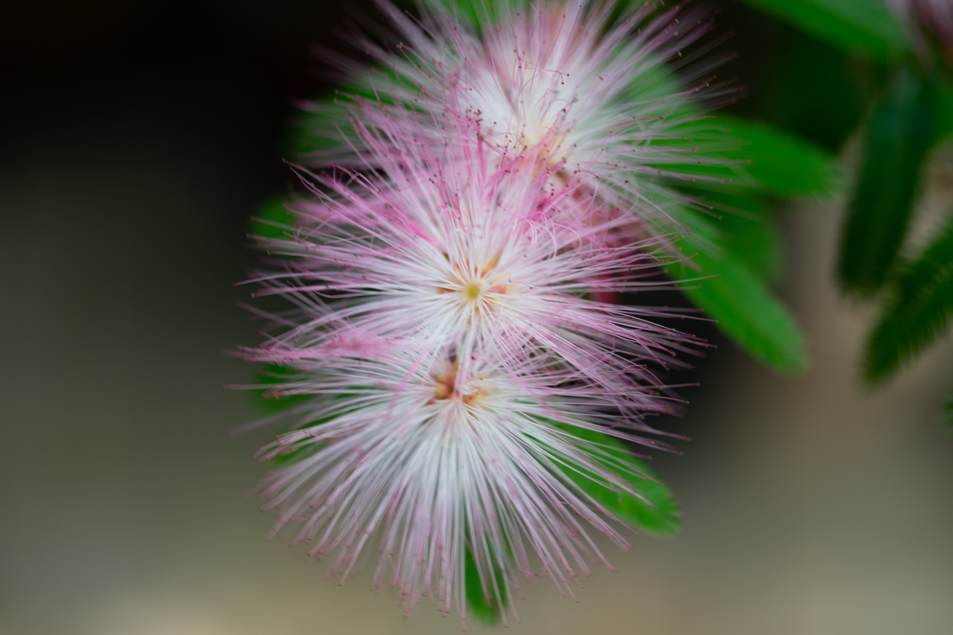 f:id:Paradisia:20200627142601j:plain