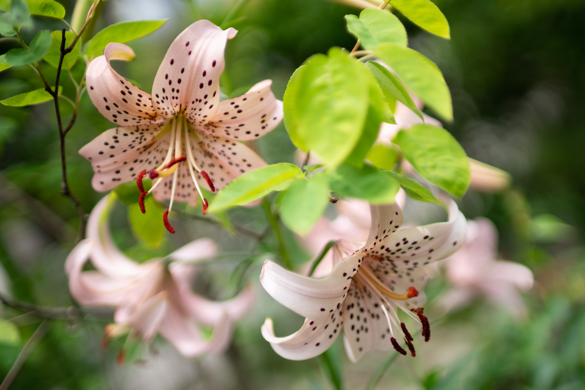 f:id:Paradisia:20200627144137j:plain f:id:Paradisia:20200627144137j:plain