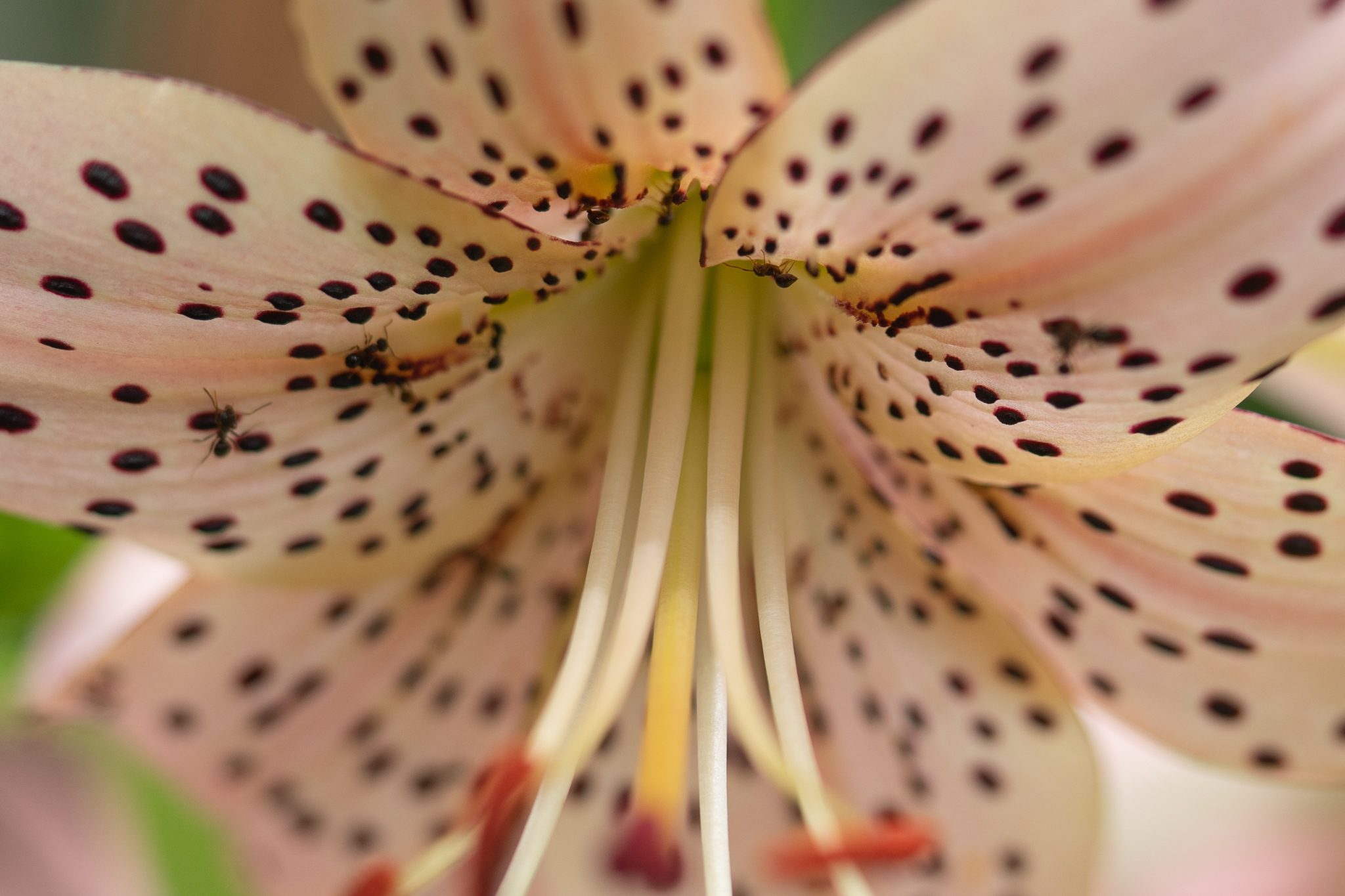 f:id:Paradisia:20200627144729j:plain f:id:Paradisia:20200627144729j:plain