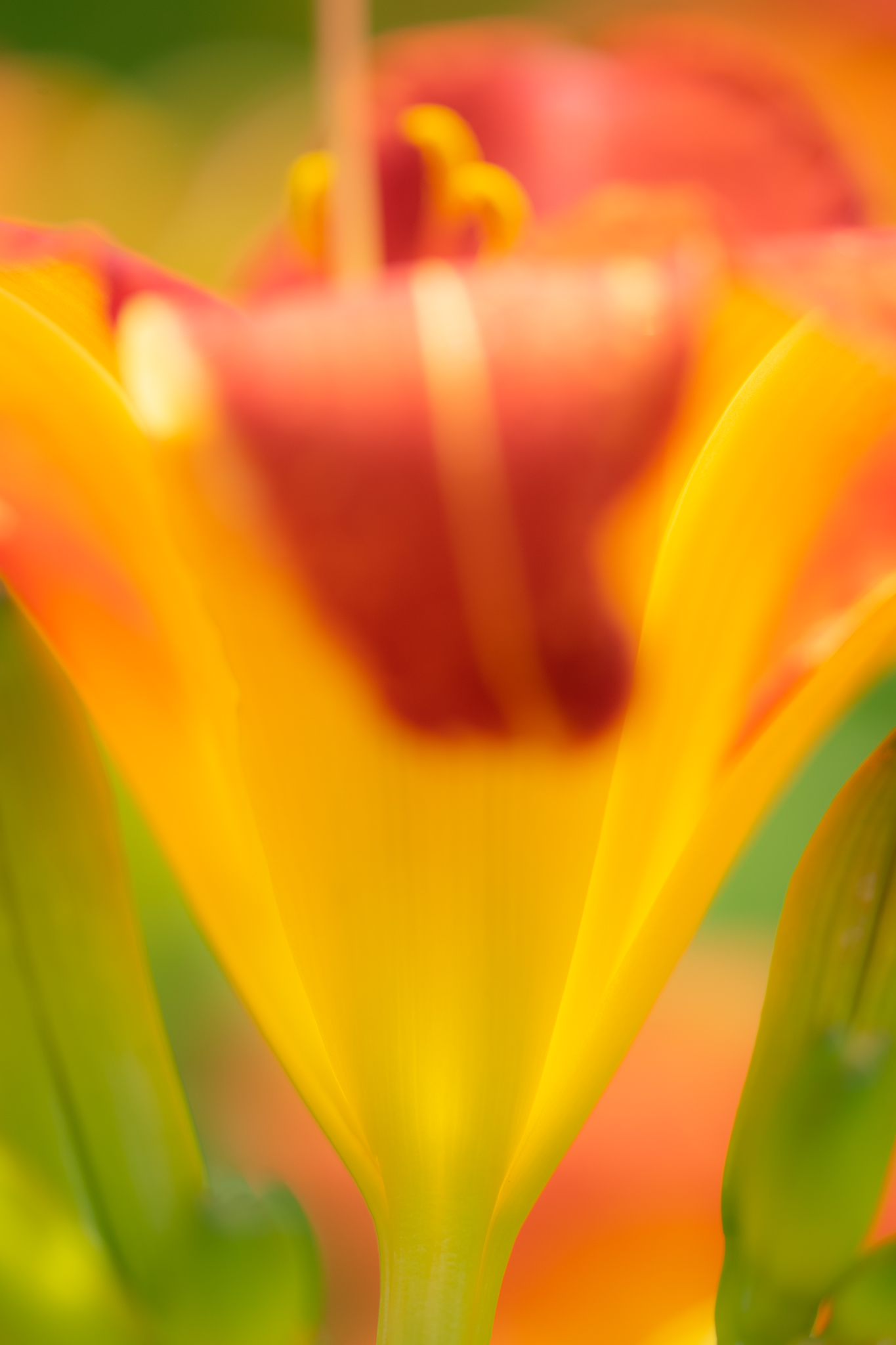f:id:Paradisia:20200628070916j:plain