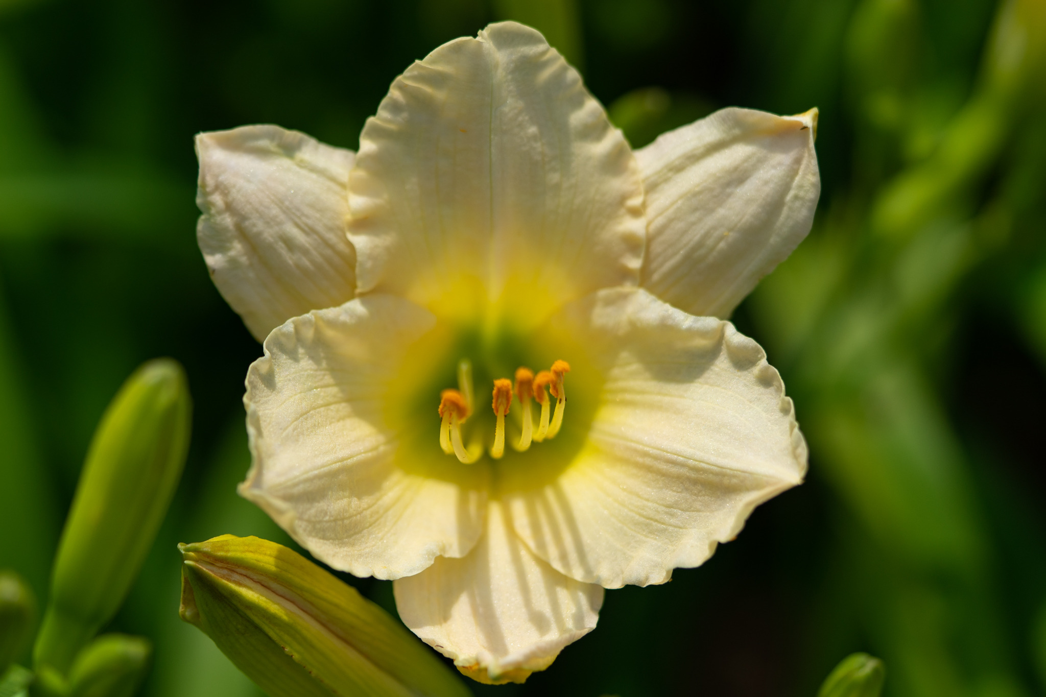 f:id:Paradisia:20200628072254j:plain
