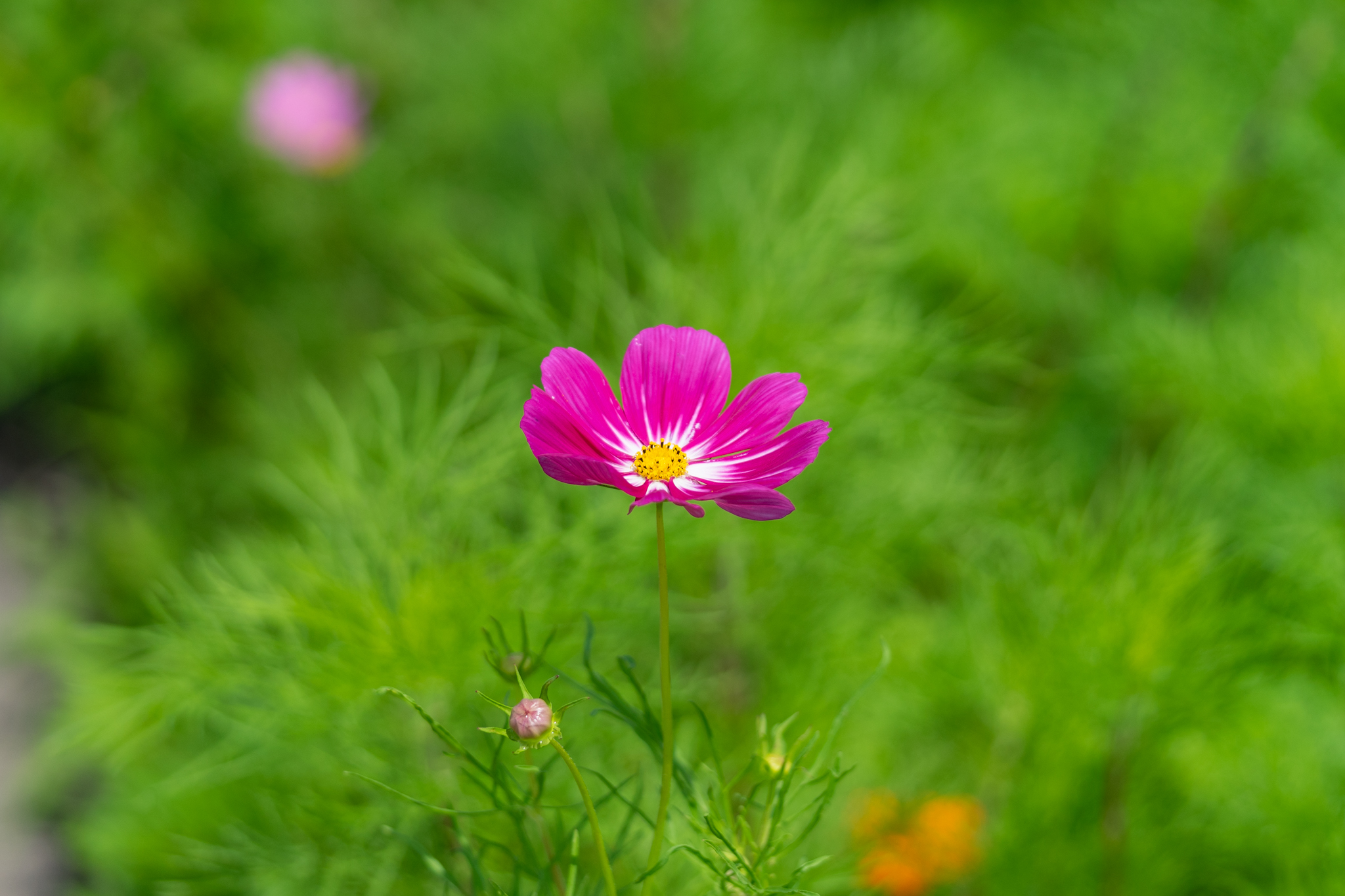 f:id:Paradisia:20200628133348j:plain f:id:Paradisia:20200628133348j:plain