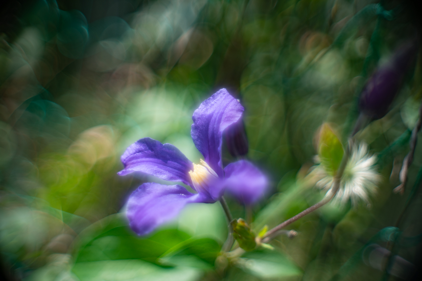 f:id:Paradisia:20200628143843j:plain f:id:Paradisia:20200628143843j:plain