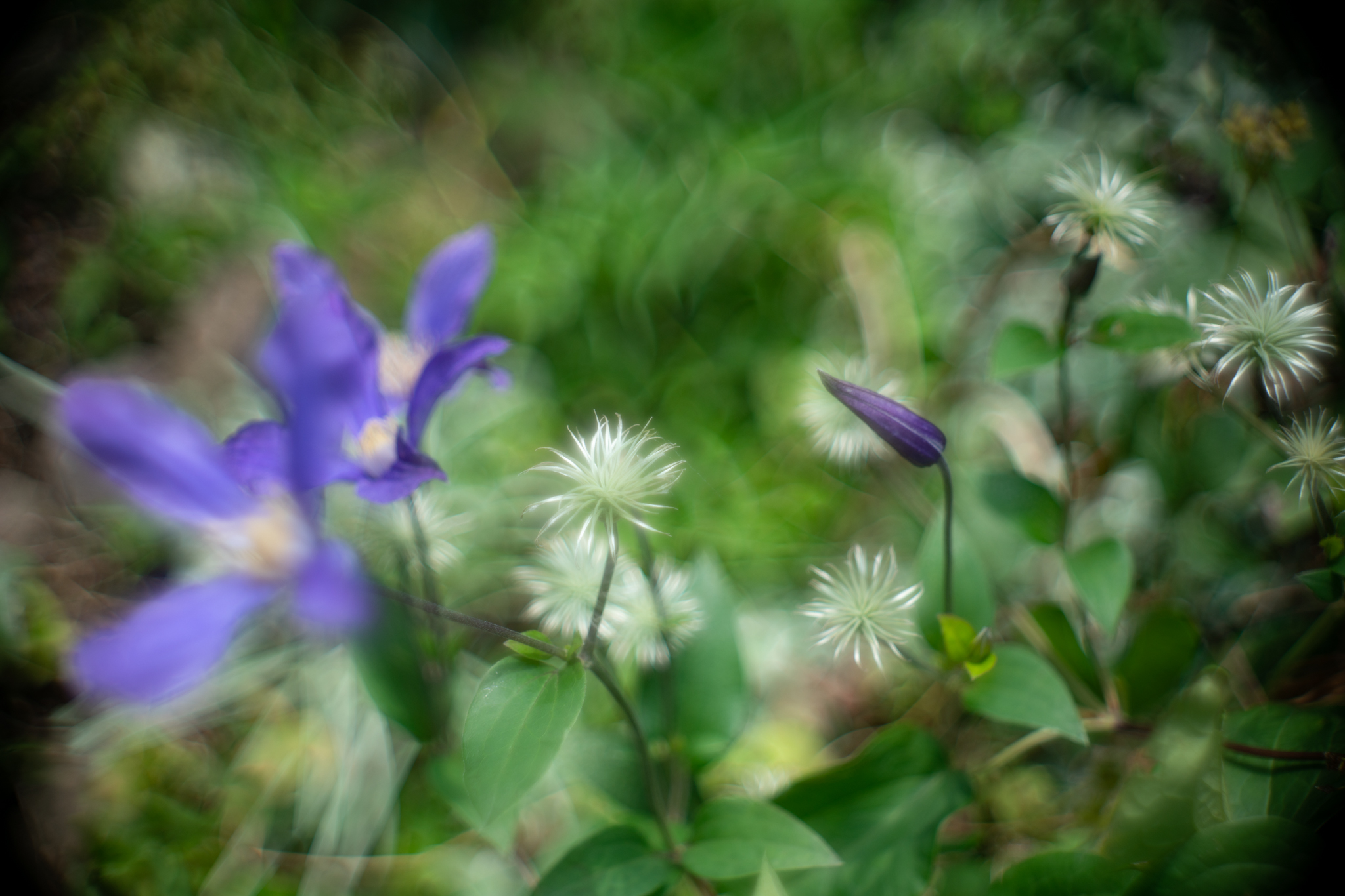 f:id:Paradisia:20200628143914j:plain f:id:Paradisia:20200628143914j:plain