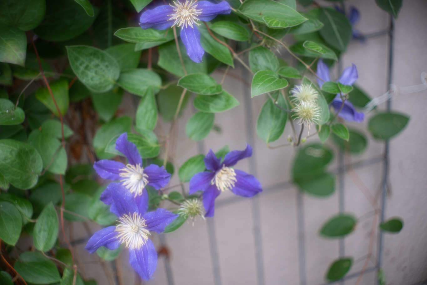 f:id:Paradisia:20200628145228j:plain f:id:Paradisia:20200628145228j:plain