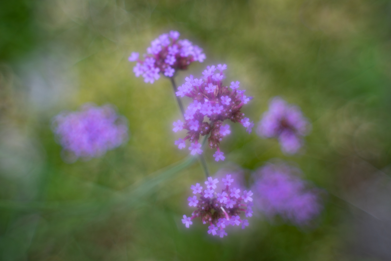 f:id:Paradisia:20200628150235j:plain f:id:Paradisia:20200628150235j:plain