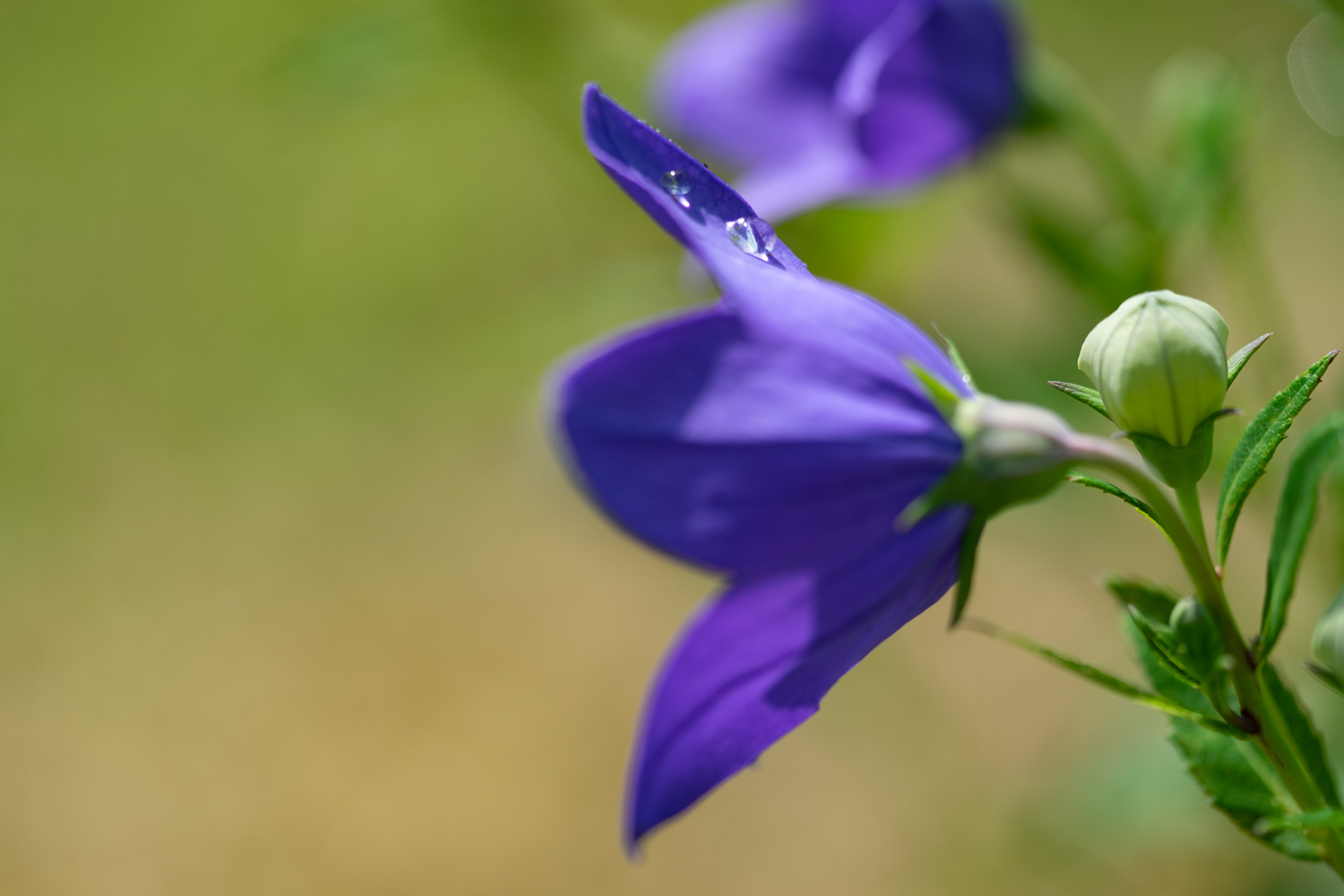 f:id:Paradisia:20200628182007j:plain f:id:Paradisia:20200628182007j:plain