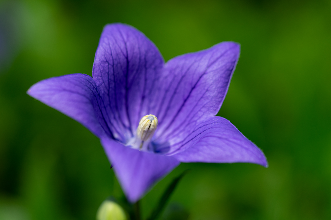 f:id:Paradisia:20200628182100j:plain f:id:Paradisia:20200628182100j:plain