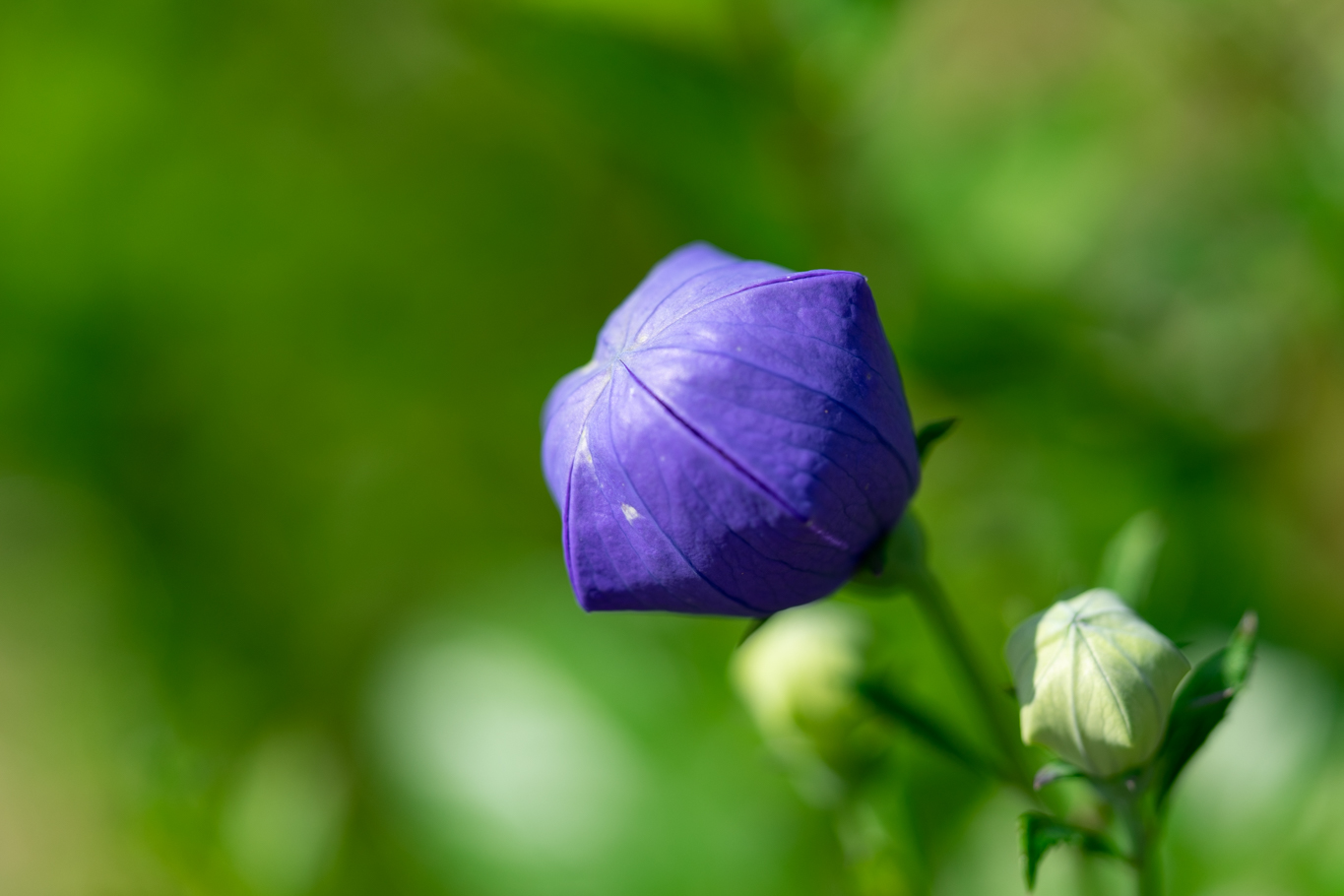 f:id:Paradisia:20200628182315j:plain f:id:Paradisia:20200628182315j:plain