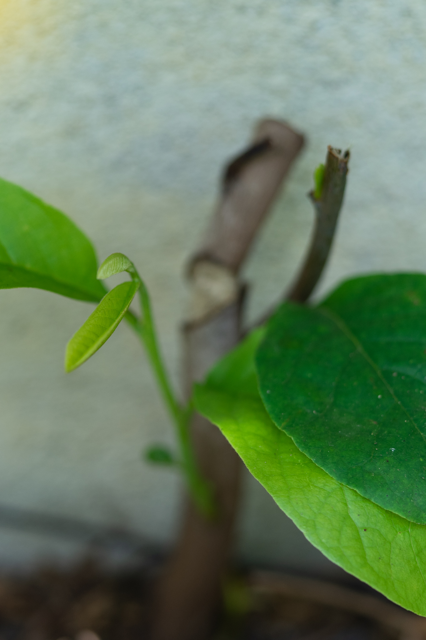 f:id:Paradisia:20200702134953j:plain