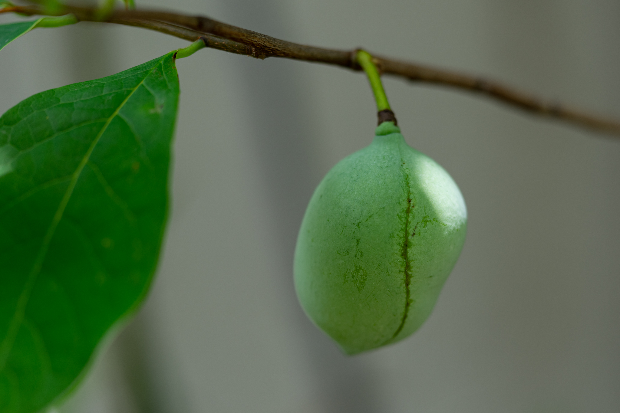 f:id:Paradisia:20200702135042j:plain