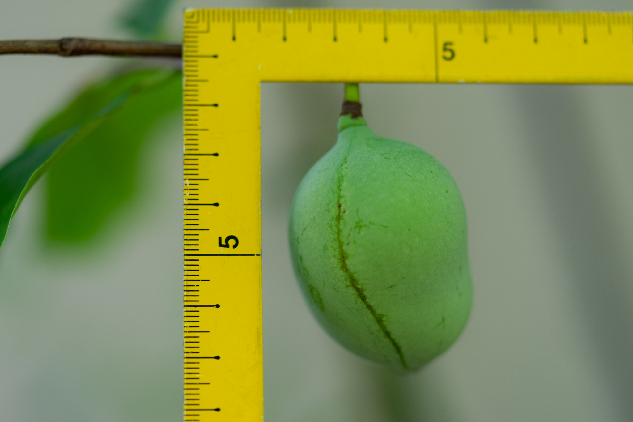 f:id:Paradisia:20200702135059j:plain