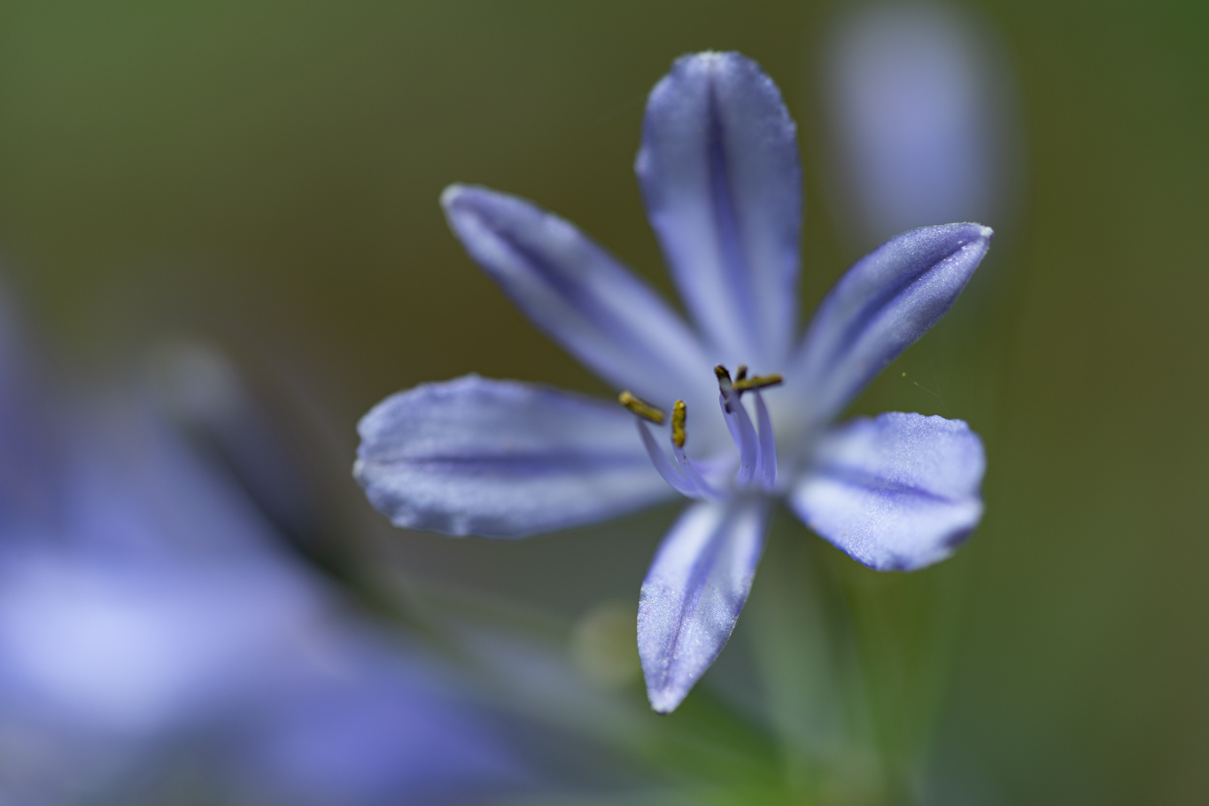 f:id:Paradisia:20200702140822j:plain