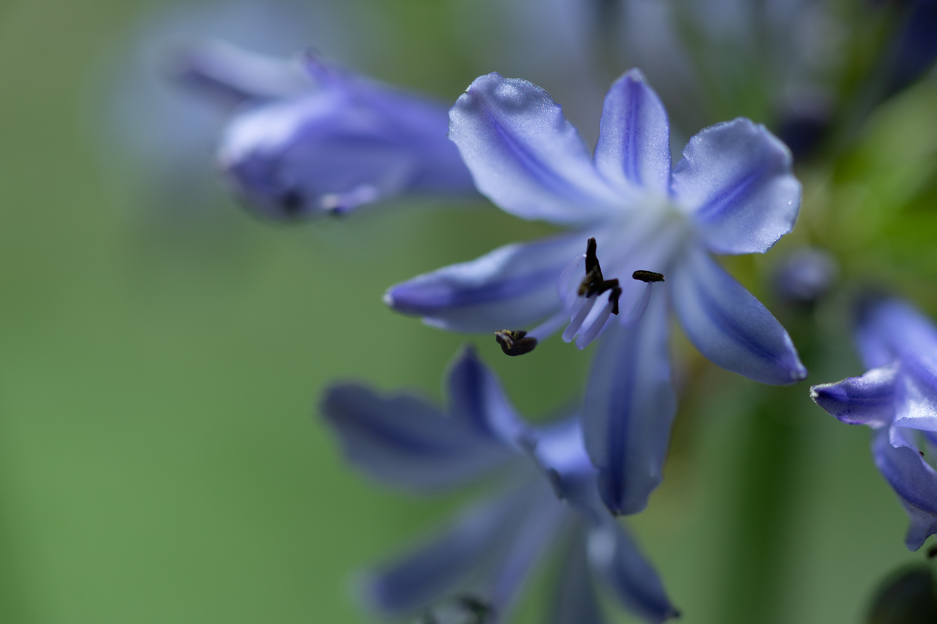 f:id:Paradisia:20200702140835j:plain