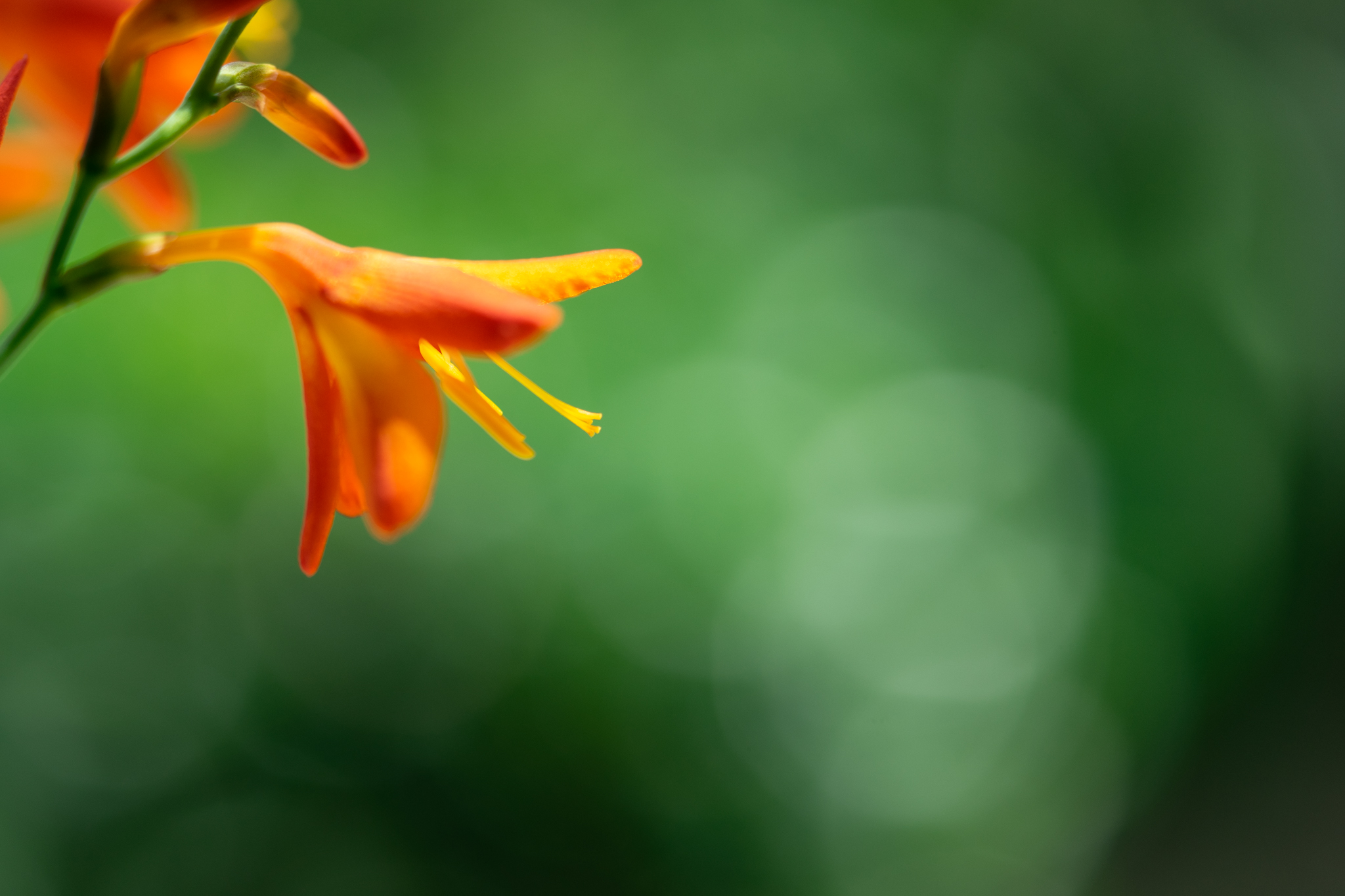 f:id:Paradisia:20200709161431j:plain