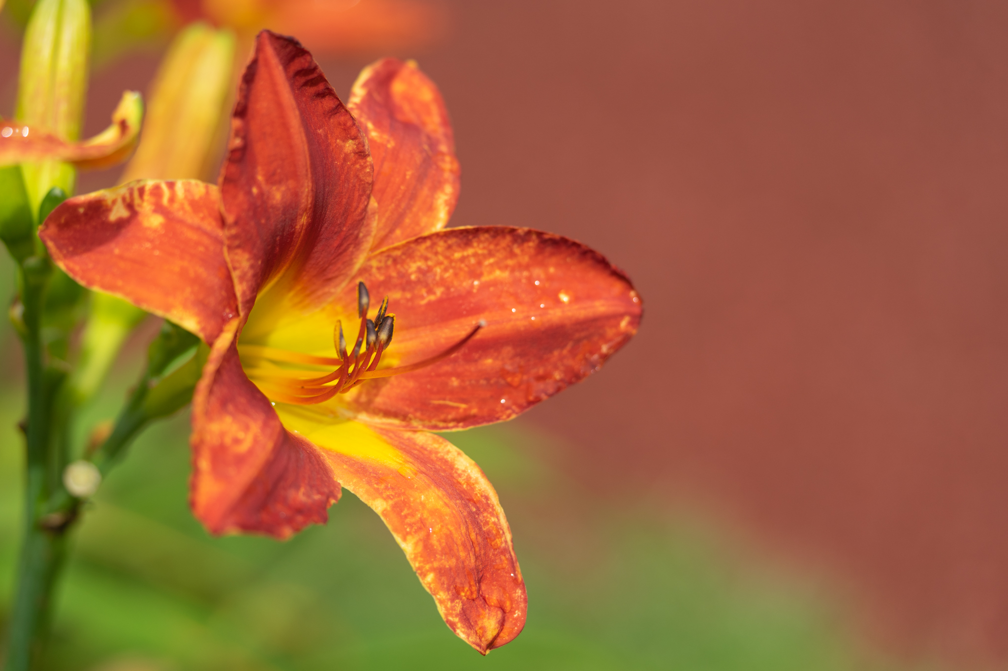 f:id:Paradisia:20200711164028j:plain