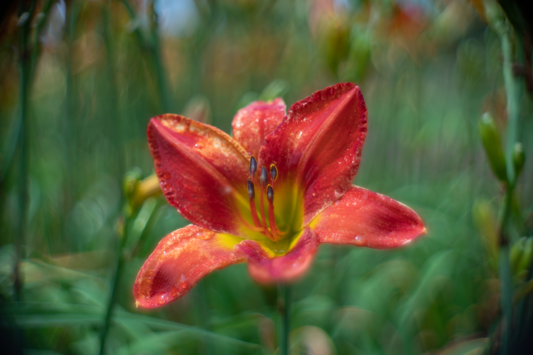 f:id:Paradisia:20200711164055j:plain