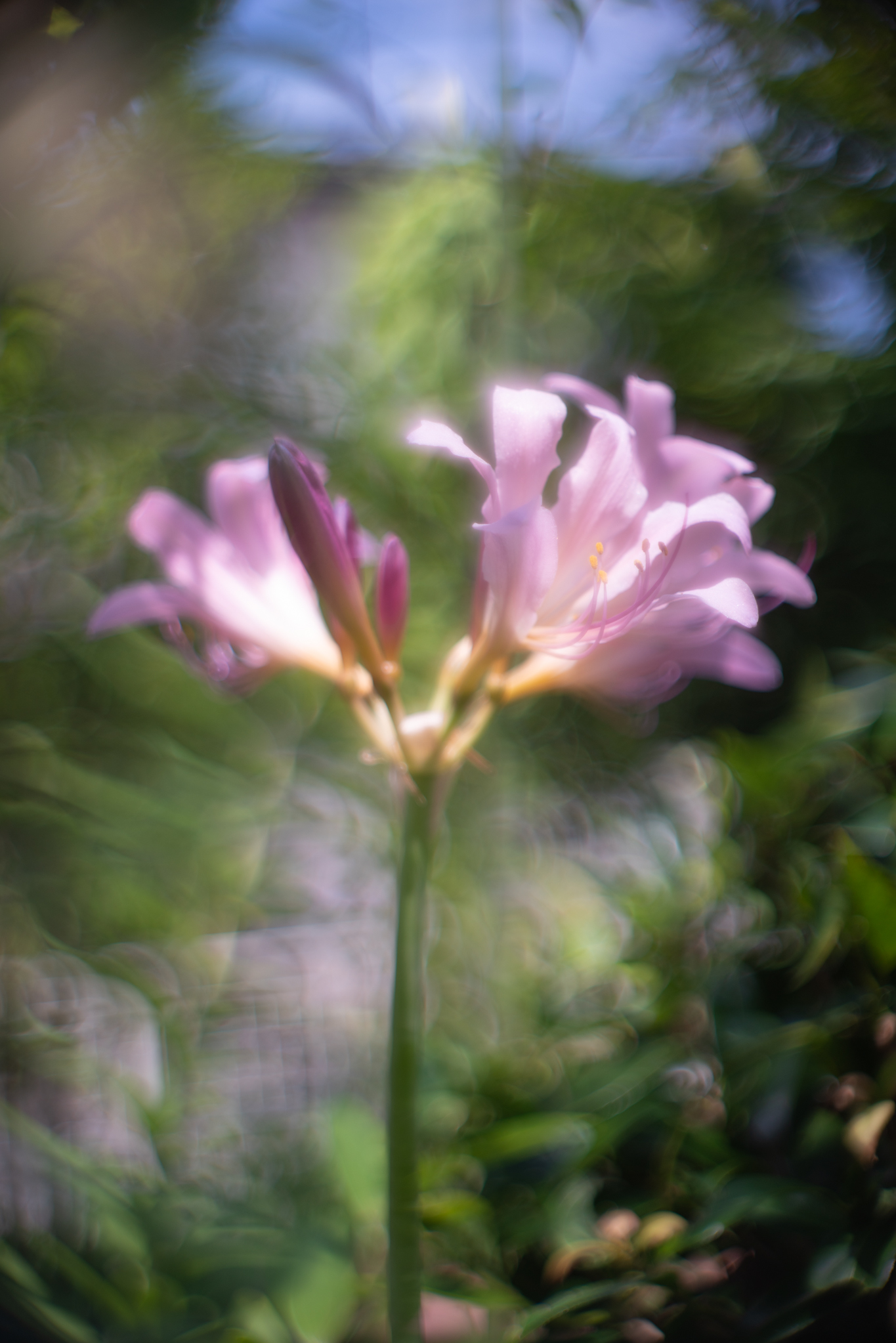 f:id:Paradisia:20200806183506j:plain f:id:Paradisia:20200806183506j:plain