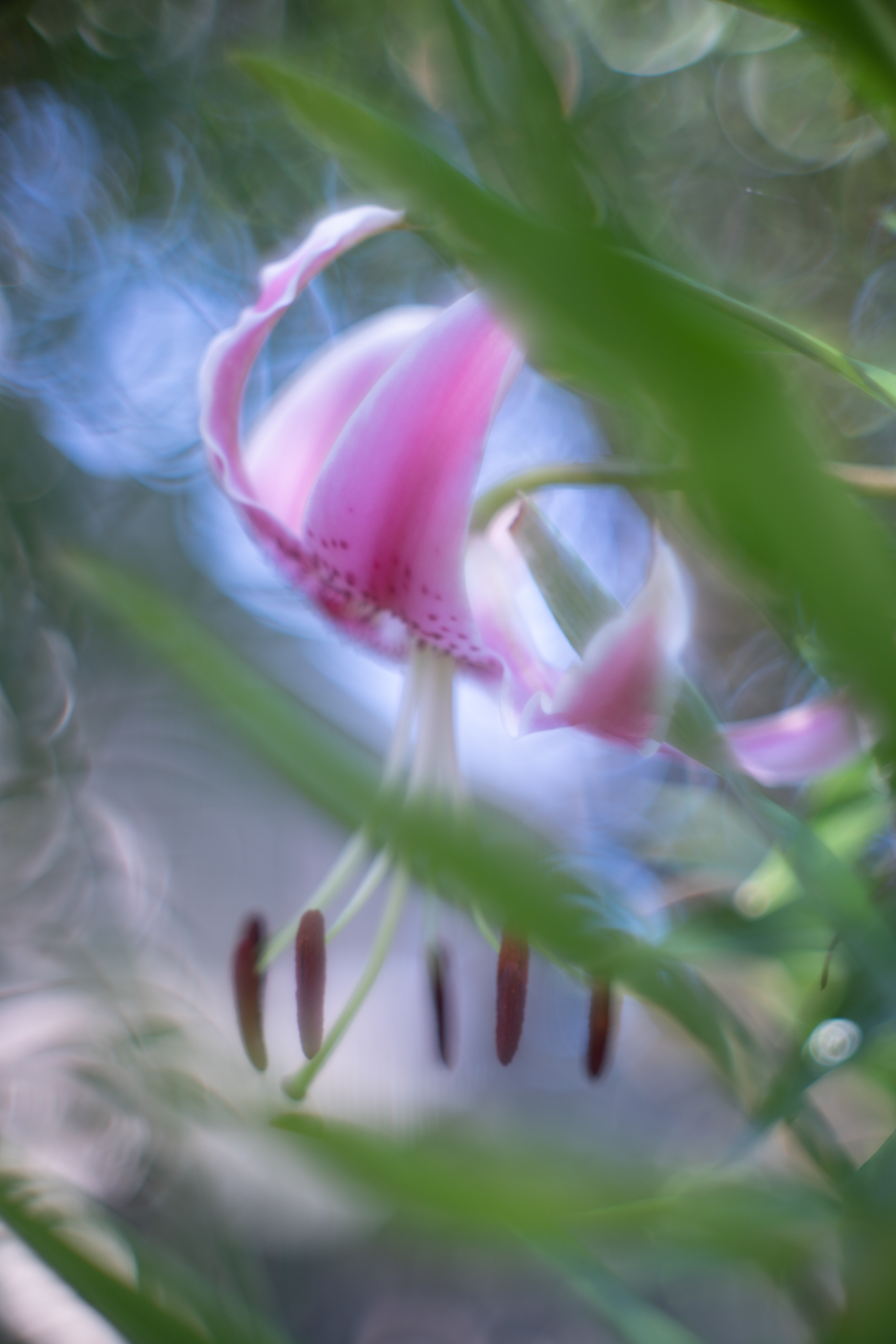 f:id:Paradisia:20200813120915j:plain f:id:Paradisia:20200813120915j:plain