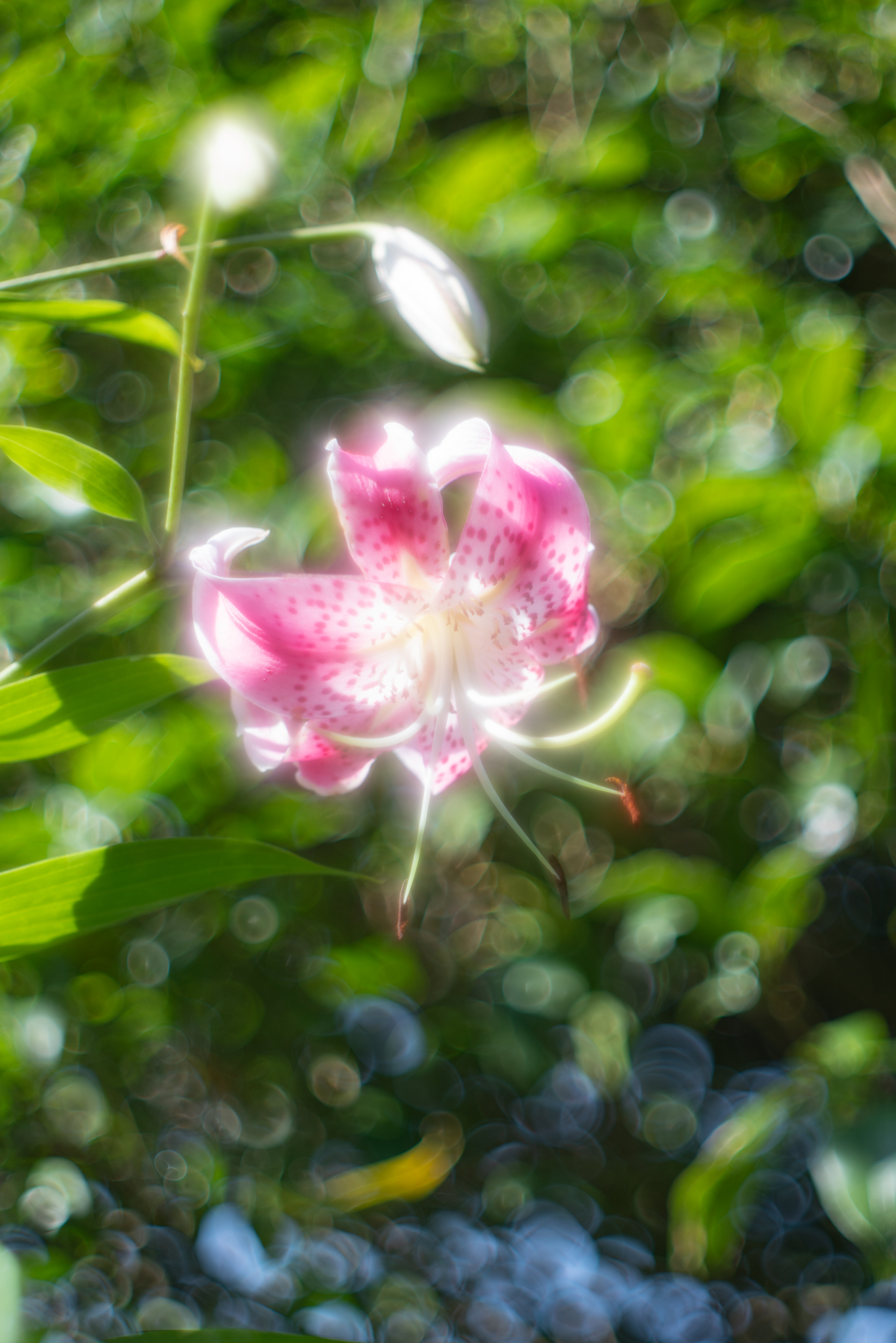 f:id:Paradisia:20200813120930j:plain f:id:Paradisia:20200813120930j:plain