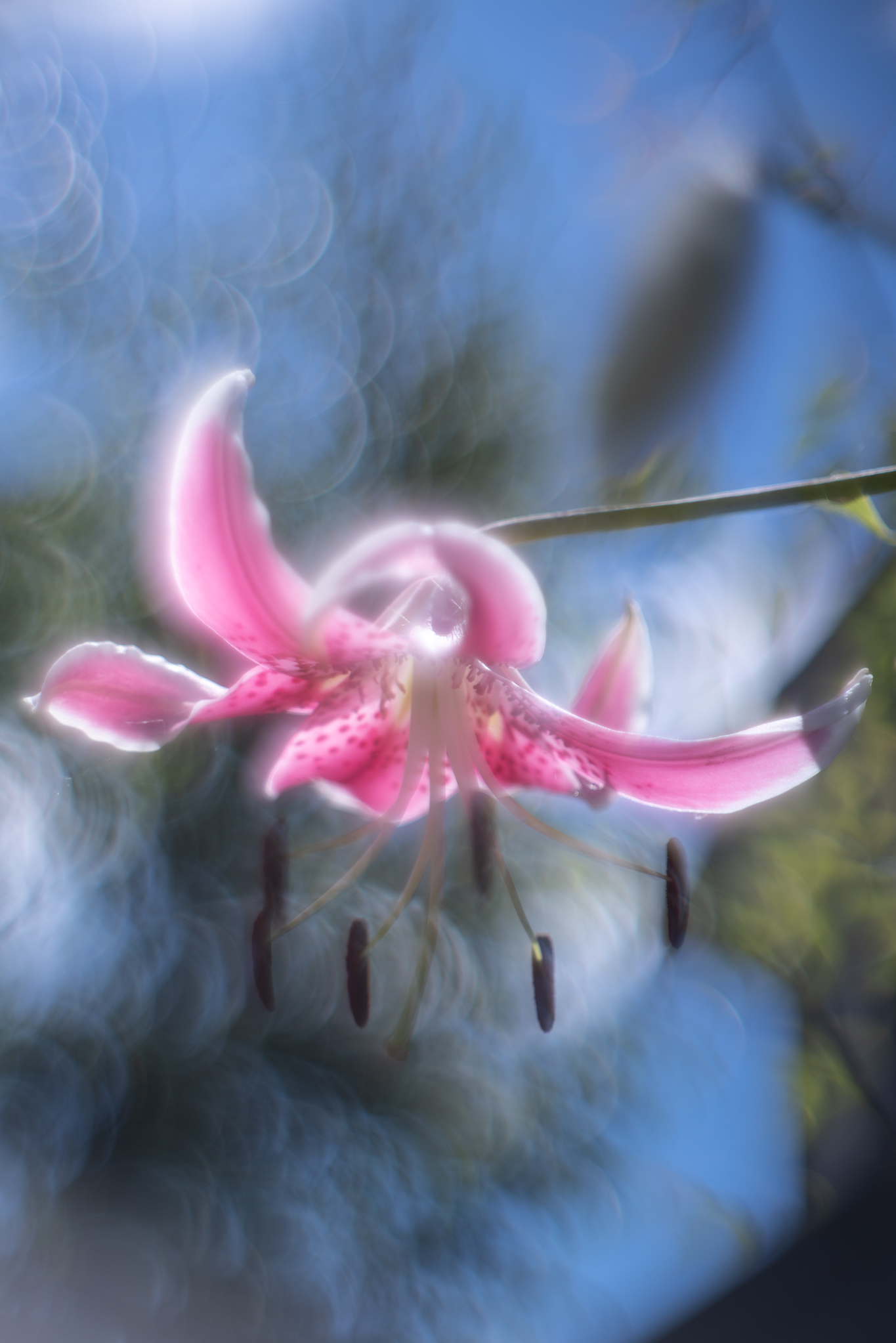 f:id:Paradisia:20200813121020j:plain f:id:Paradisia:20200813121020j:plain