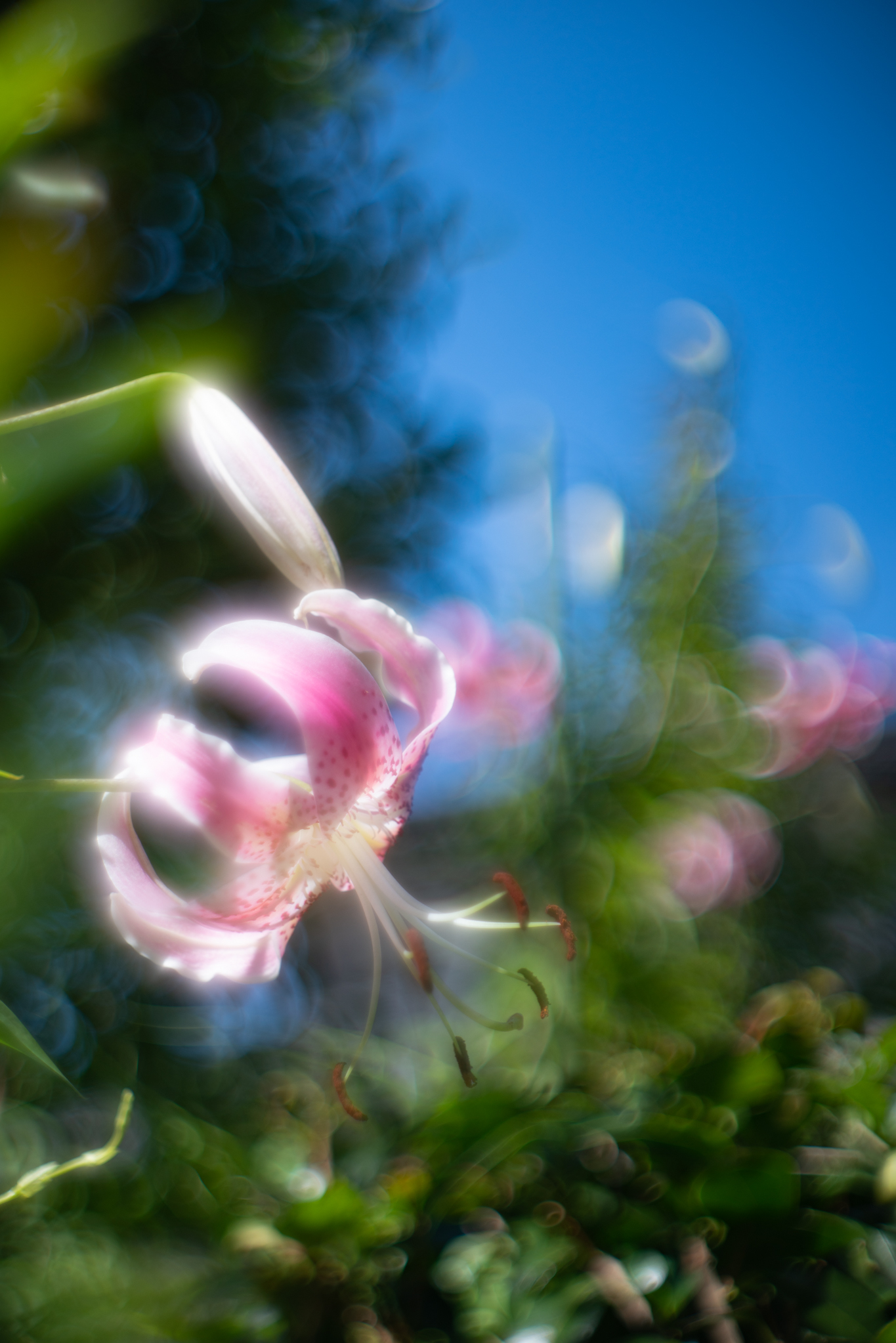 f:id:Paradisia:20200813121030j:plain f:id:Paradisia:20200813121030j:plain