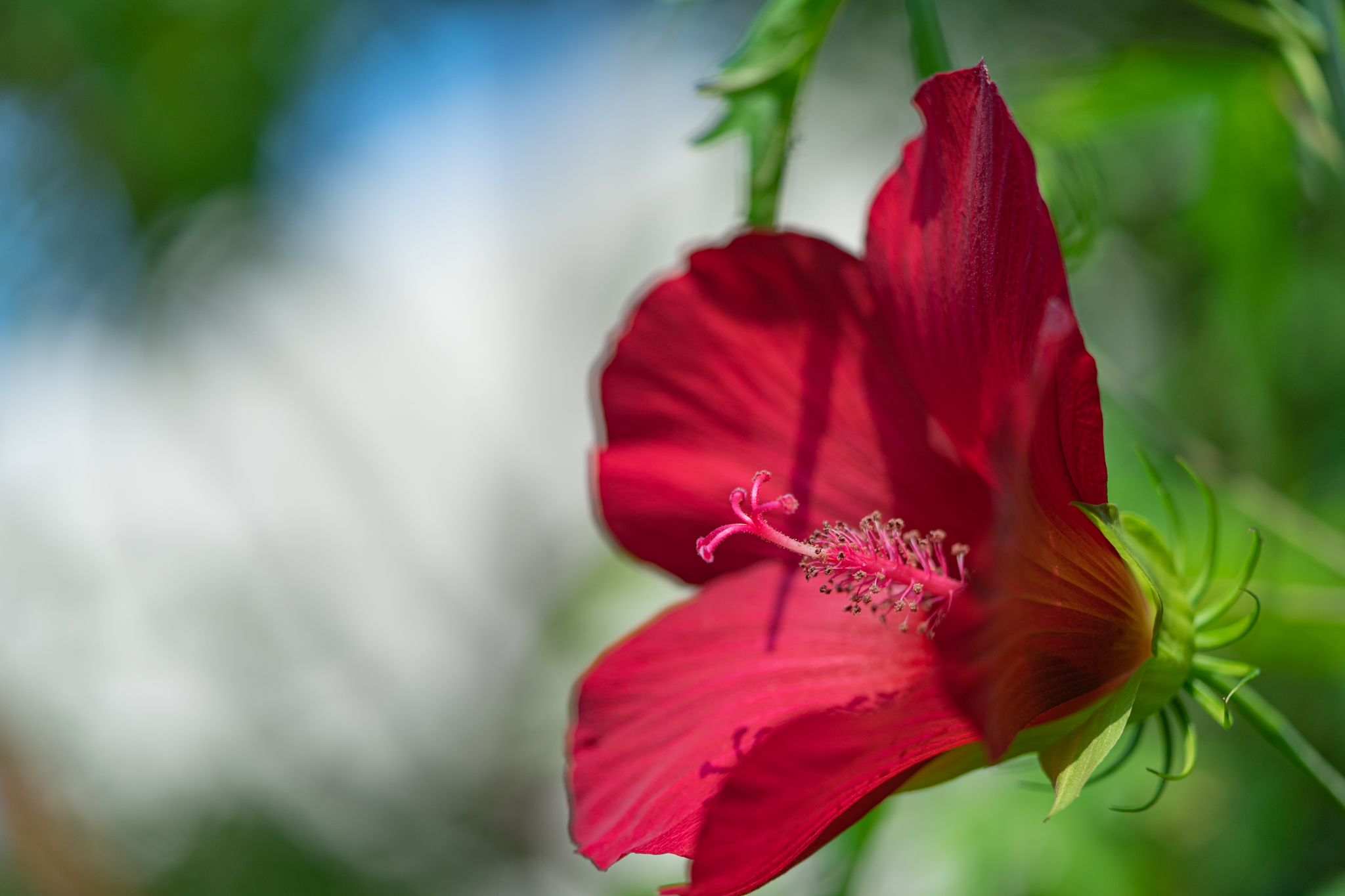 f:id:Paradisia:20200824165151j:plain