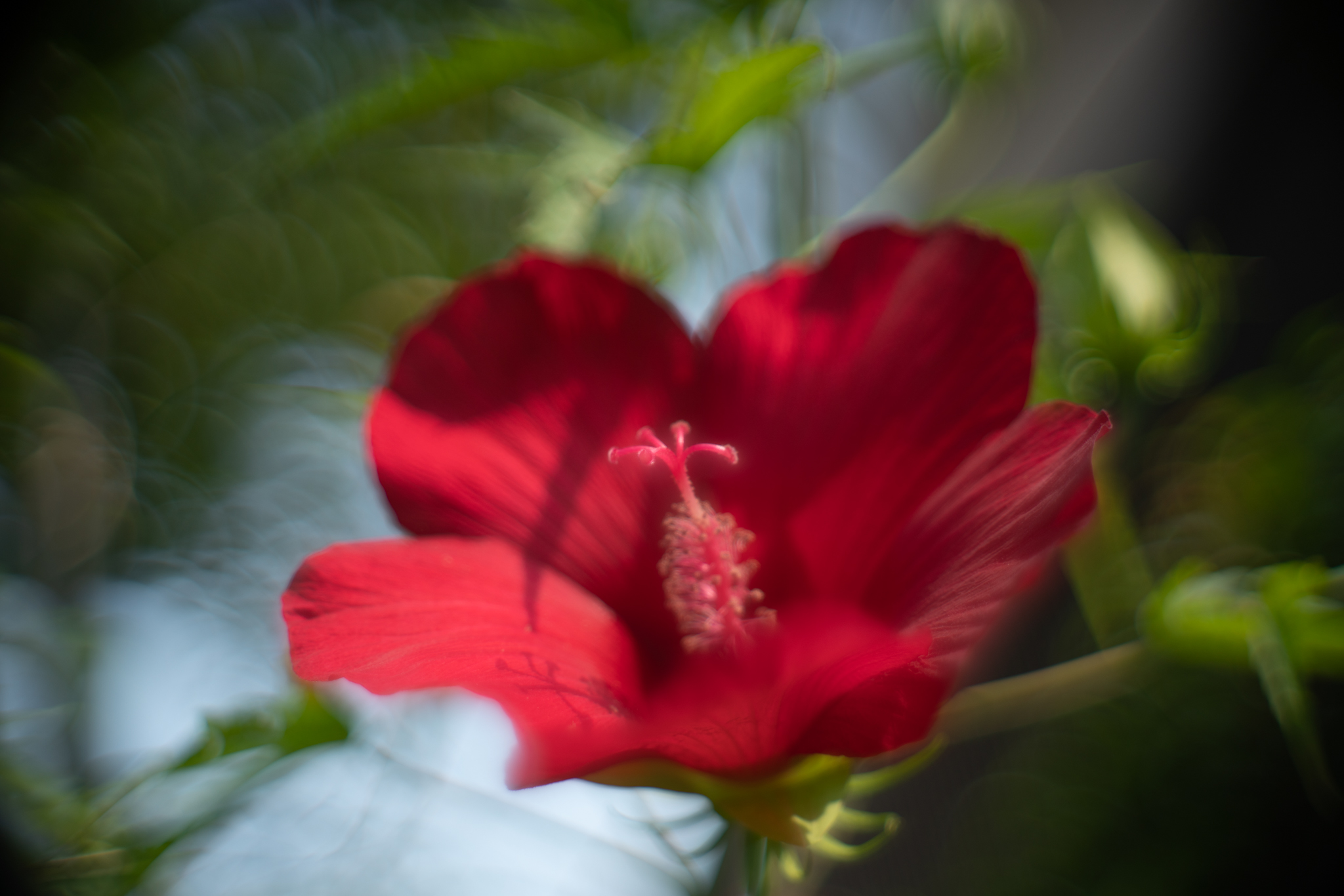 f:id:Paradisia:20200824165207j:plain