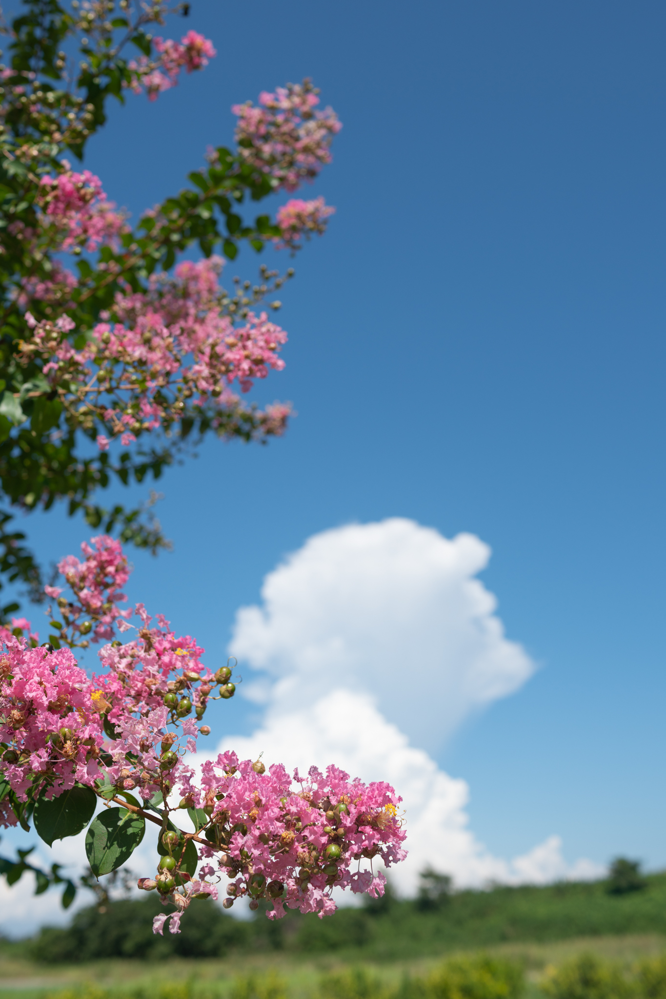 f:id:Paradisia:20200908065825j:plain